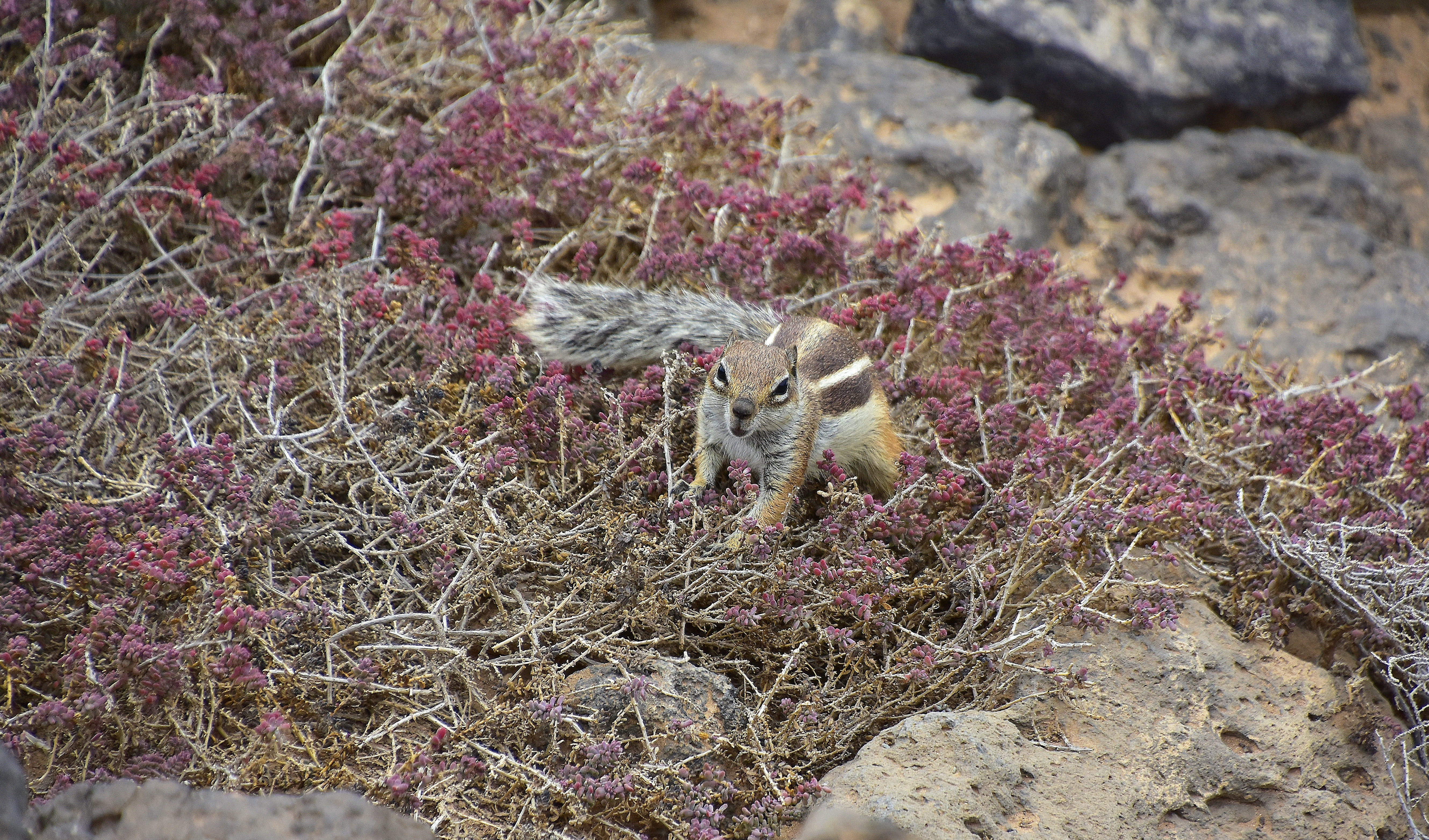 high angle view, field, 5K, rodent, no people, rock - object, domestic animals, plant, pets, squirrel barbary, outdoors, animal, solid, mammal, animals in the wild, HD Wallpaper