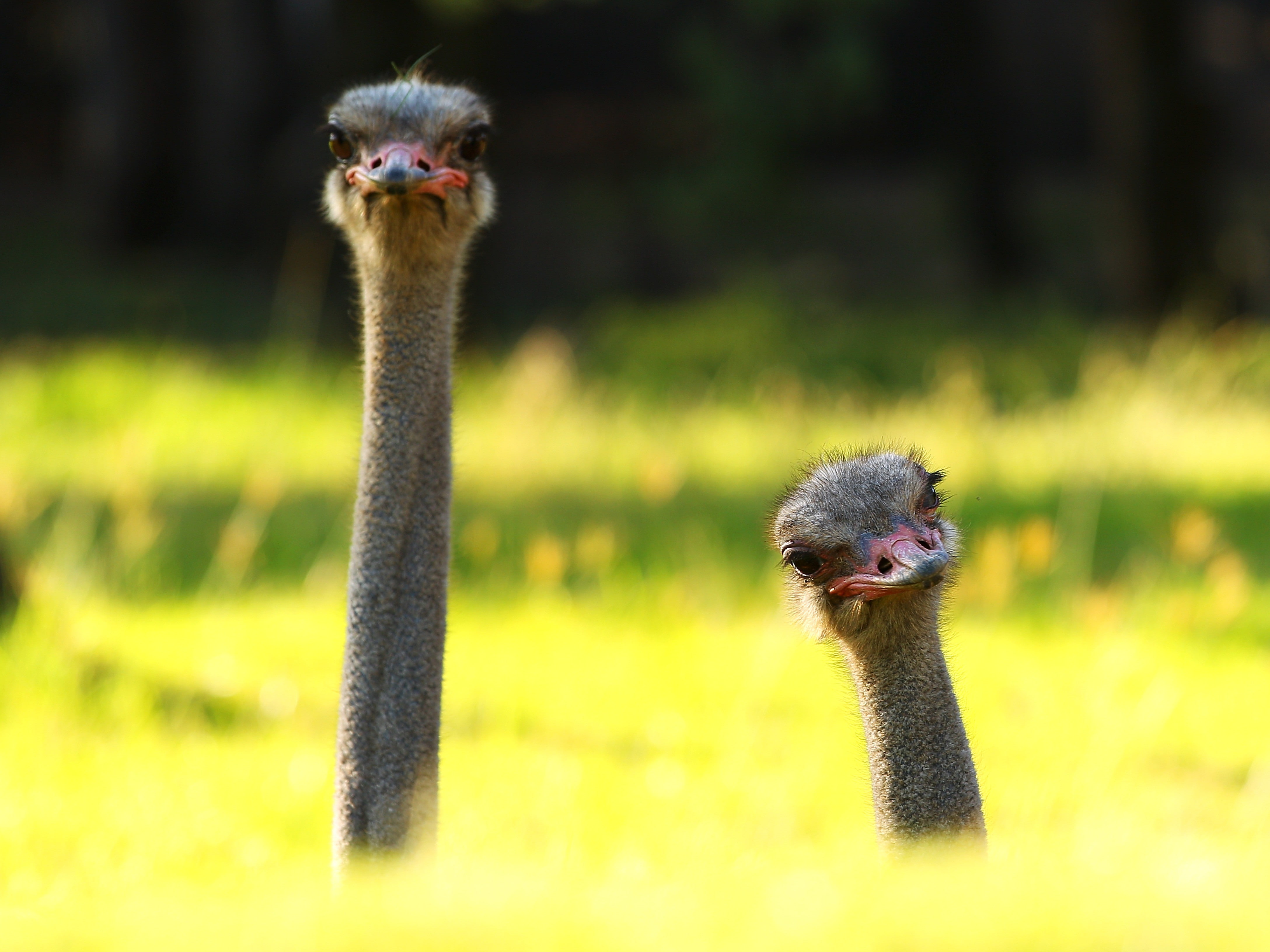 ostrich, birds, animals, 4K, HD Wallpaper