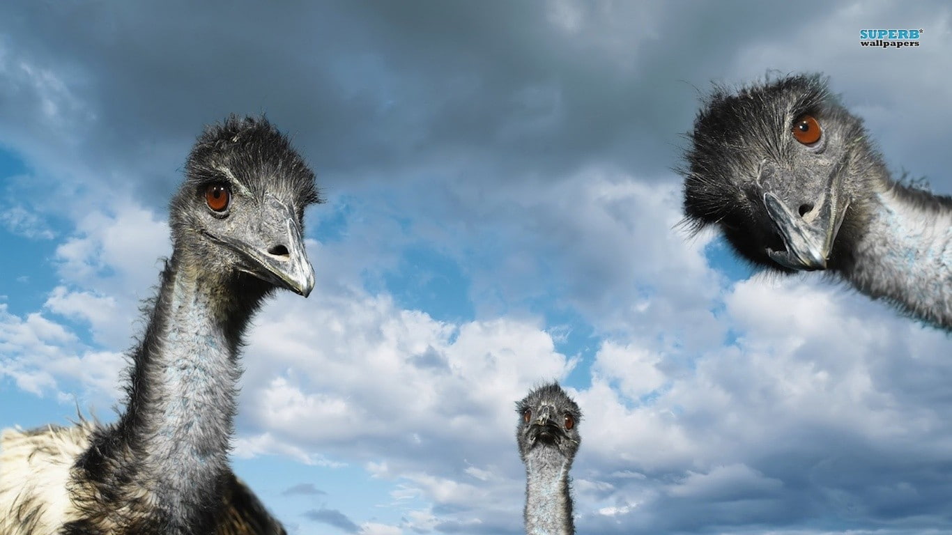 animal neck, animals, animal head, low angle view, beak, portrait, animal wildlife, animals in the wild, one animal, sky, birds, ostrich, day, animal body part, HD Wallpaper