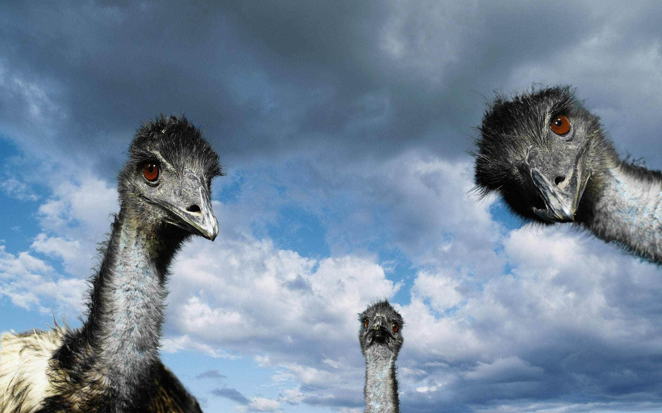 2K, Ostrich, HD Wallpaper
