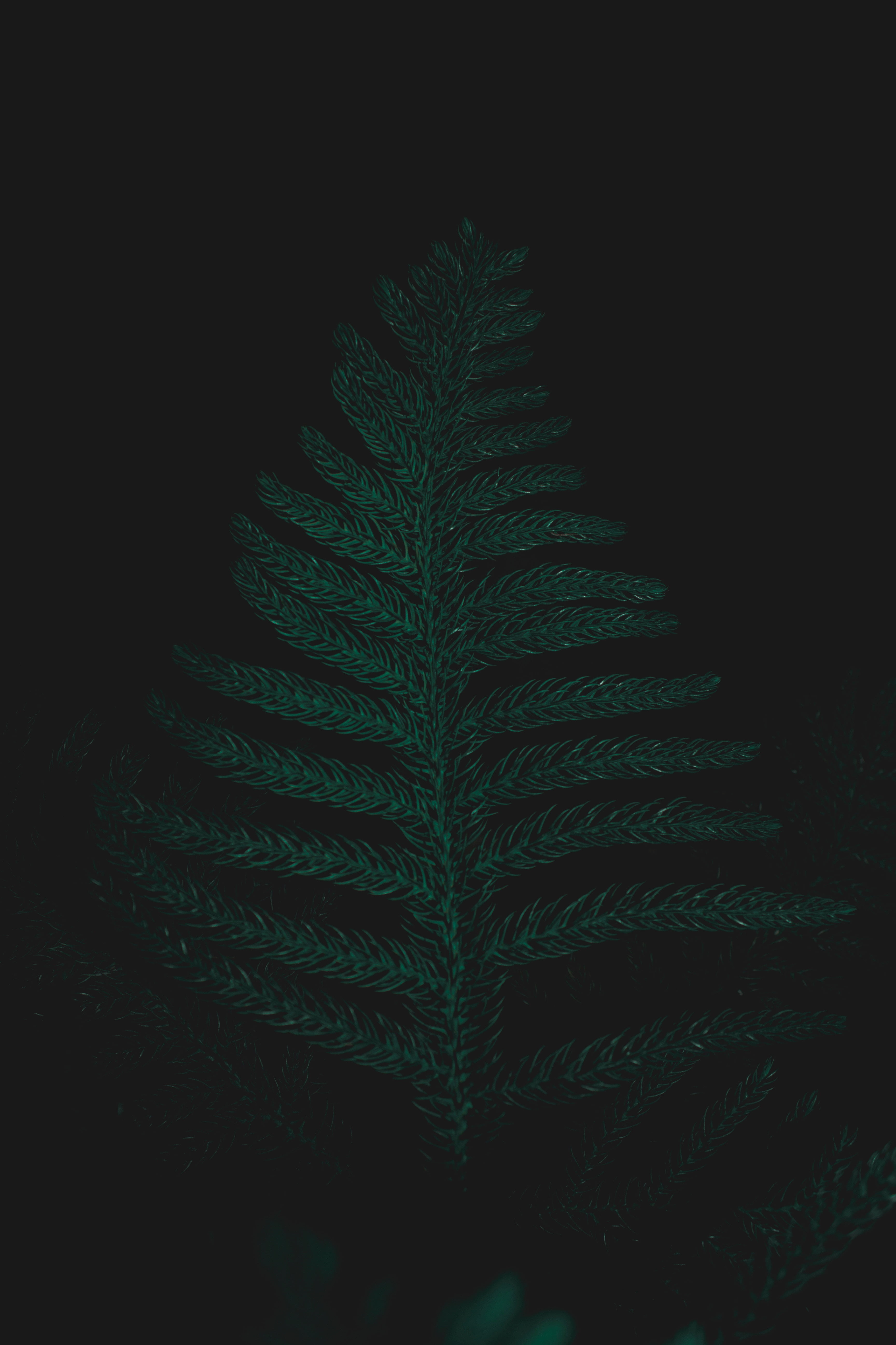 plant, natural pattern, freshness, coniferous tree, indoors, 5K, ostrich fern, growth, pattern, studio shot, plant part, night, close-up, beauty in nature, Phone HD Wallpaper