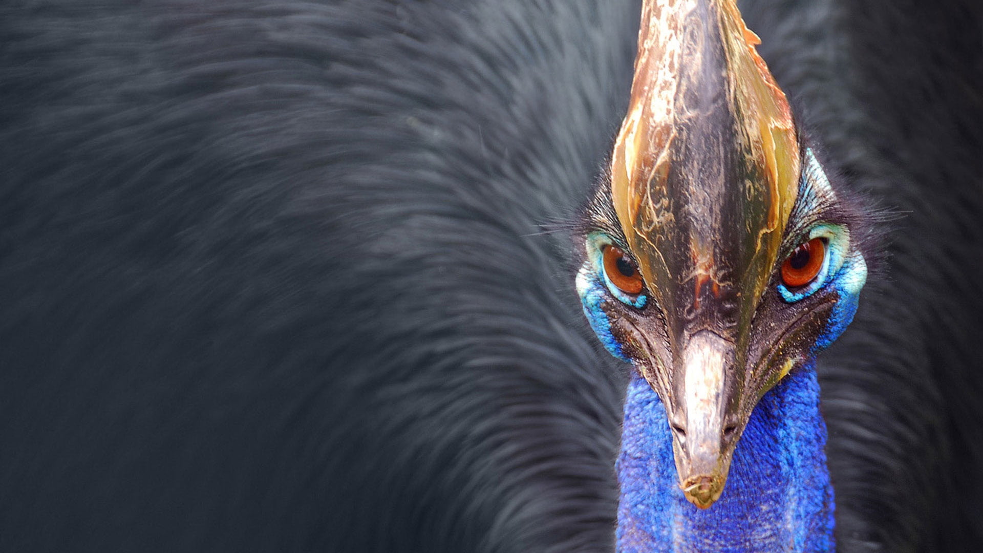 animal wildlife, mammal, one Animal, animal mouth, animal Eye, nature, ostrich, zoo, portrait, looking, blue, animal themes, vertebrate, animal, bird, no people, HD Wallpaper