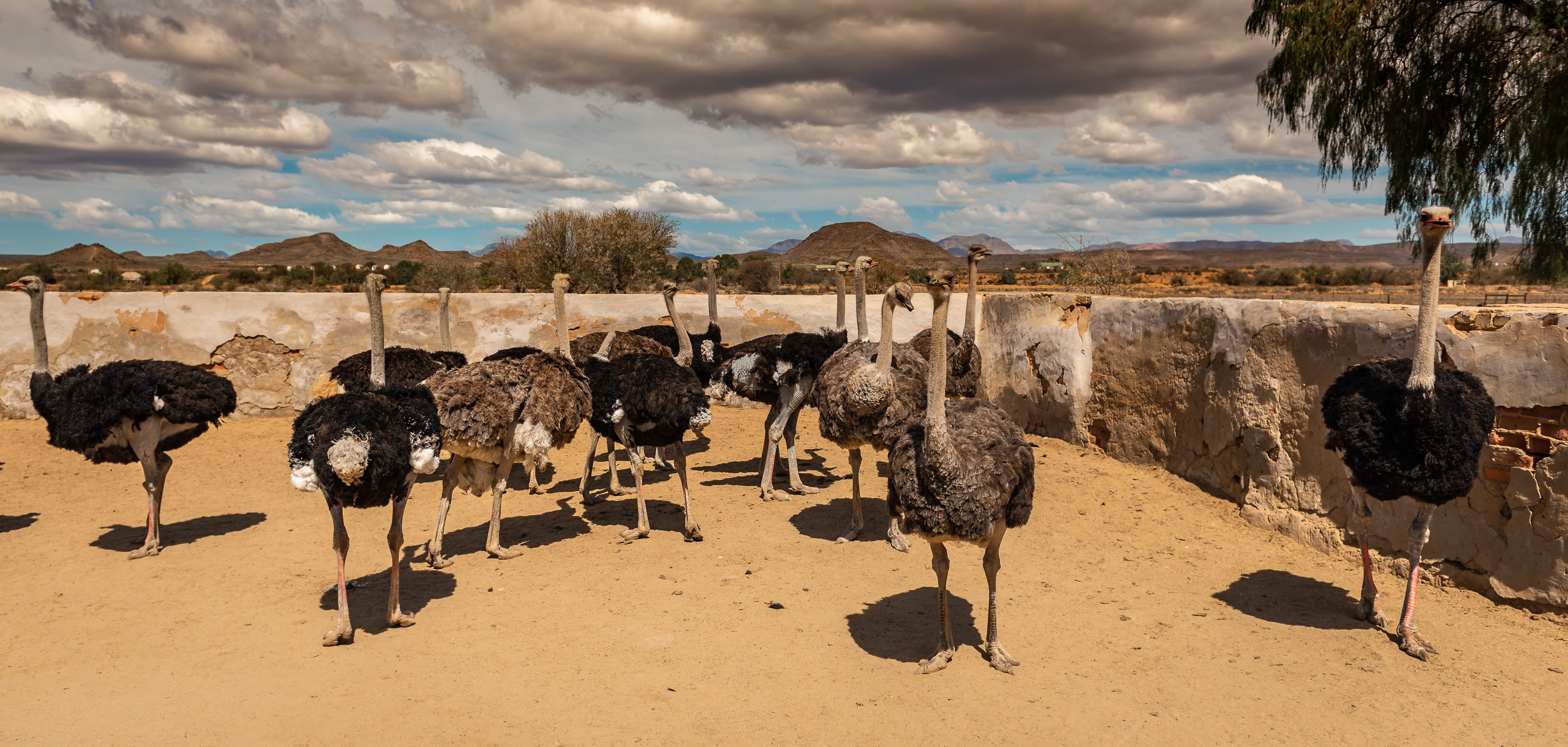 farm, land, ostriches, cattle, south africa, herbivorous, animals in the wild, 5K, animal, large group of animals, domestic, environment, nature, ostrich head, HD Wallpaper