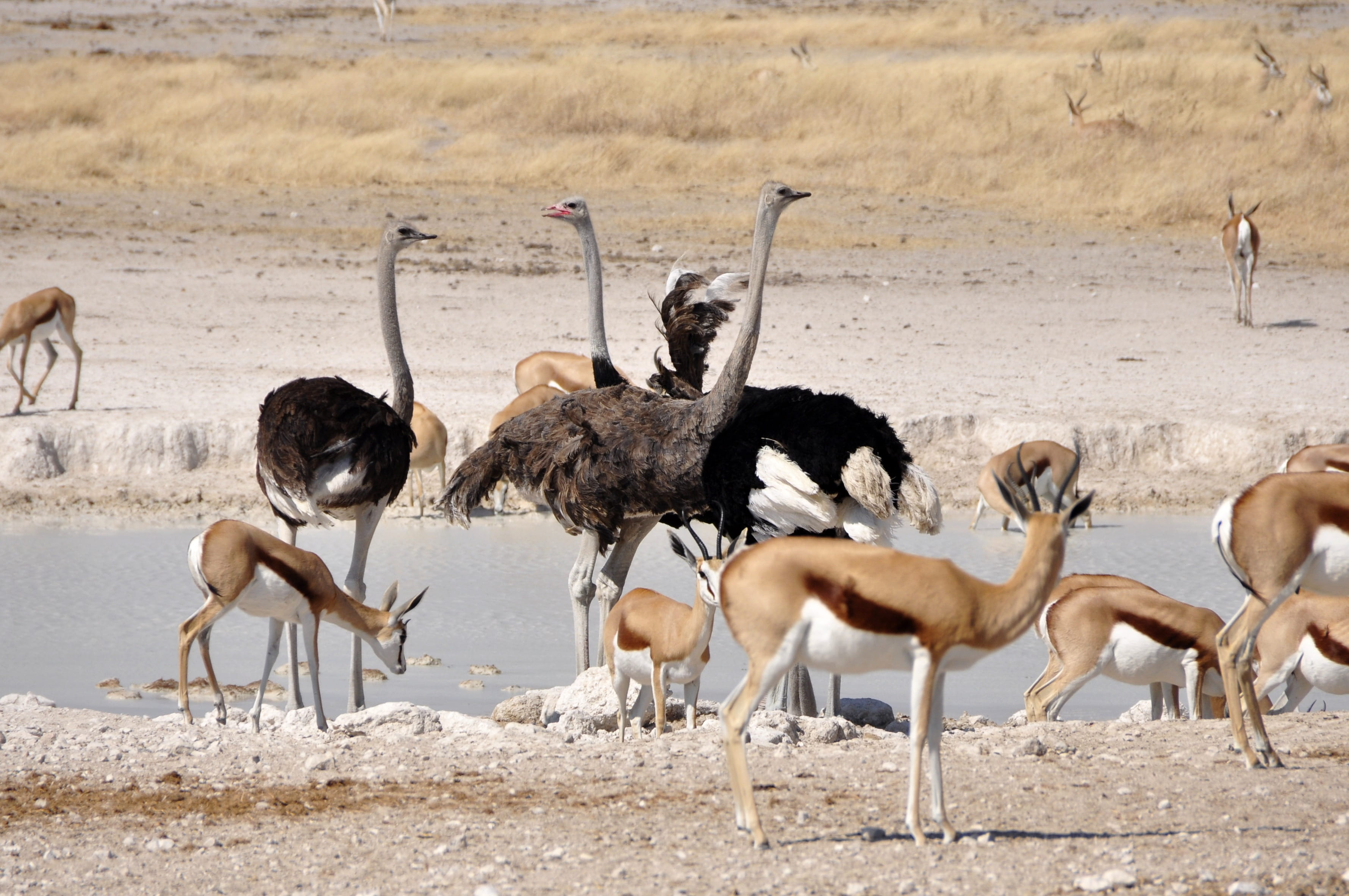 beach, africa, desert, Flightless Bird, nature, daytime, environment, animal themes, large group of animals, group of animals, water, antelope, 2K, herd, HD Wallpaper