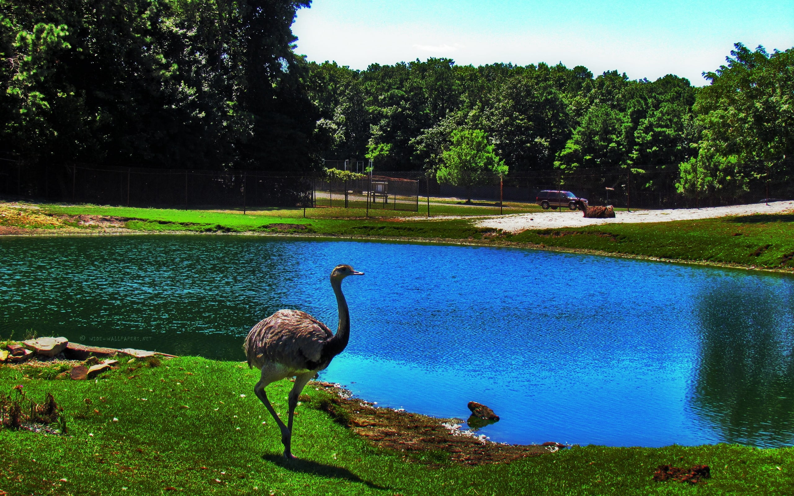animal wildlife, animal themes, 2K, animals In The Wild, plant, ostrich, growth, outdoors, no people, beak, bird, brown, green Color, feather, sky, water, HD Wallpaper