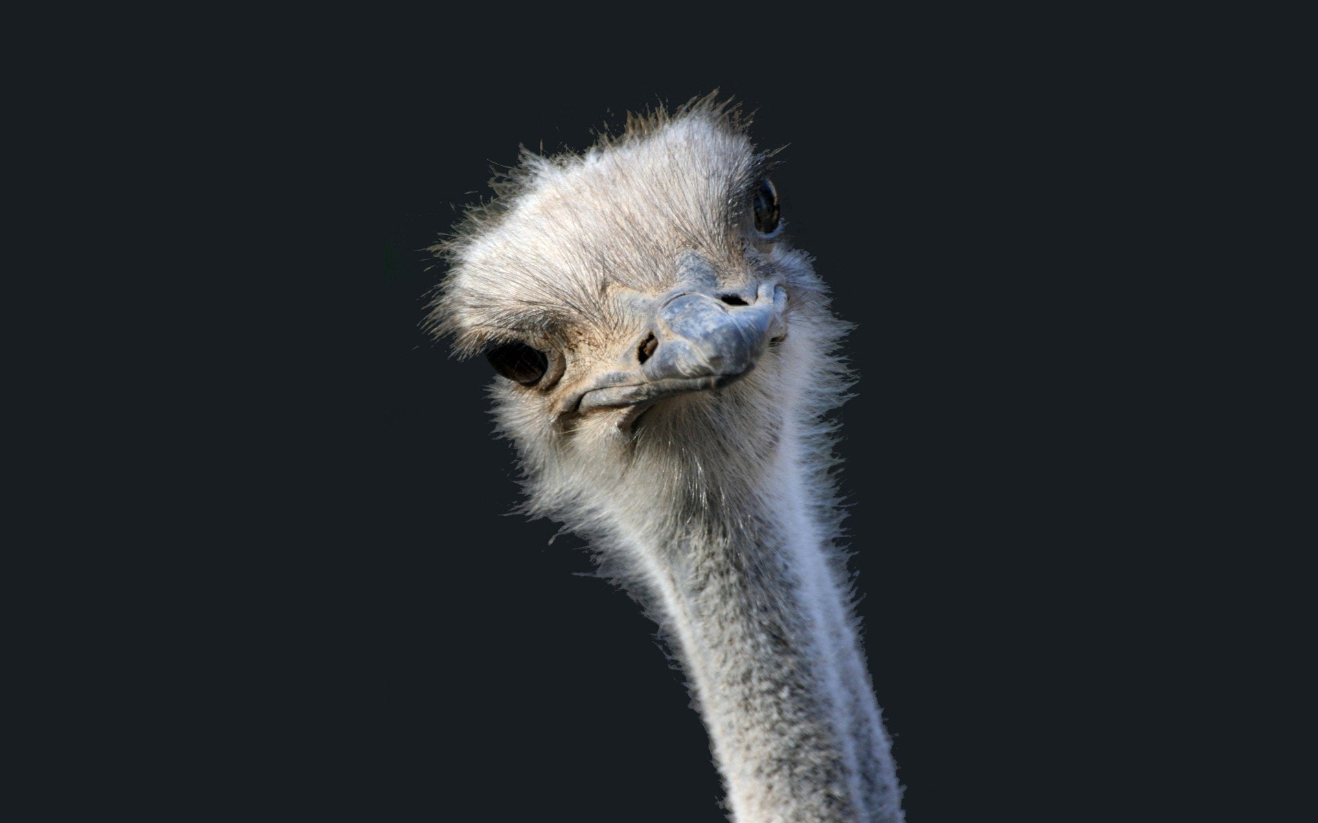 animal themes, animals in the wild, Ostrich, looking, 1080P, one animal, animal body part, young animal, no people, portrait, studio shot, animal eye, HD Wallpaper