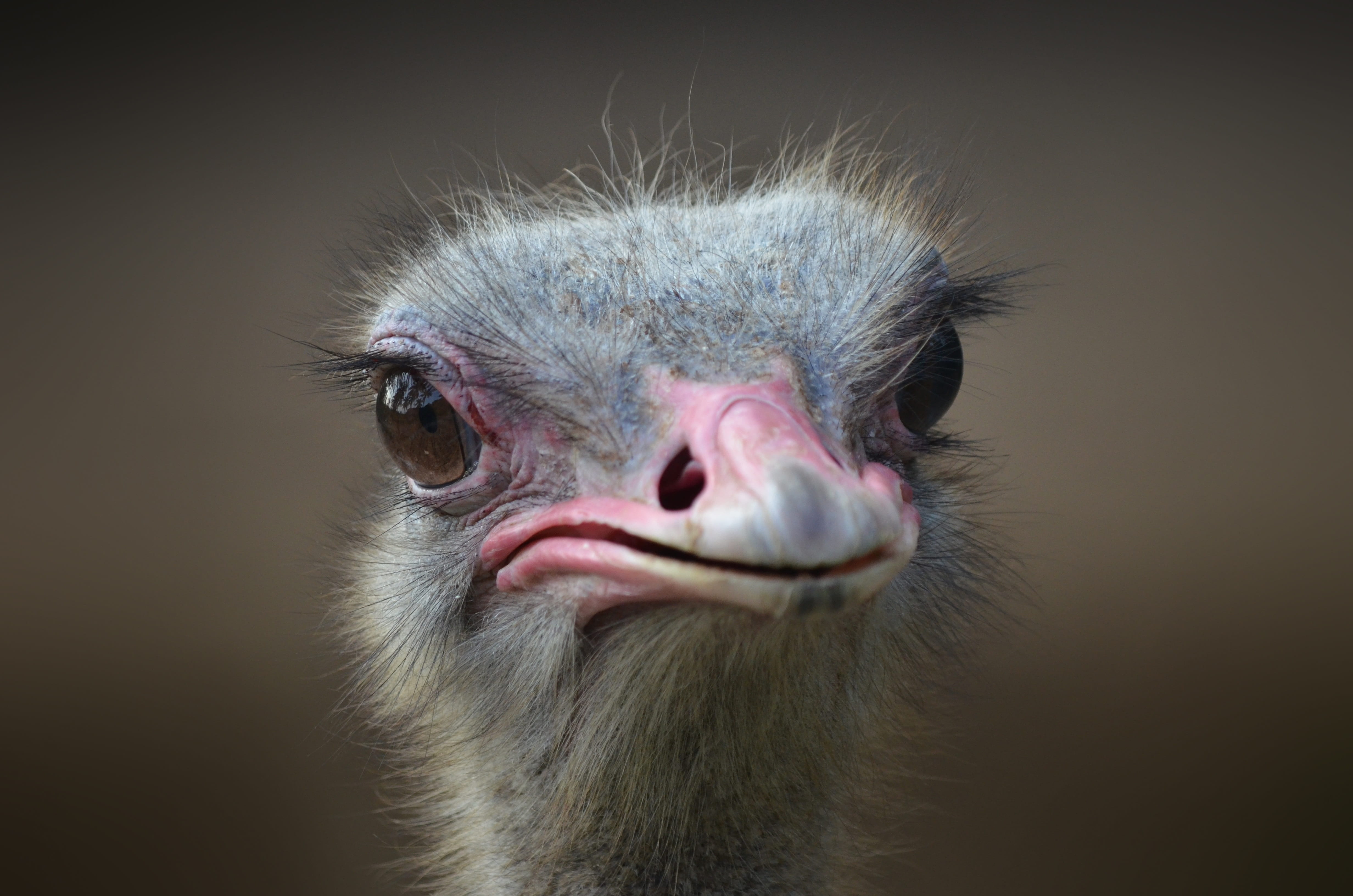 ostrich, bird, watching, studio shot, neck, close-up, wildlife, photo, reserve, eye, mammal, 4K, head, one animal, mouth open, gray, big, looking at camera, HD Wallpaper