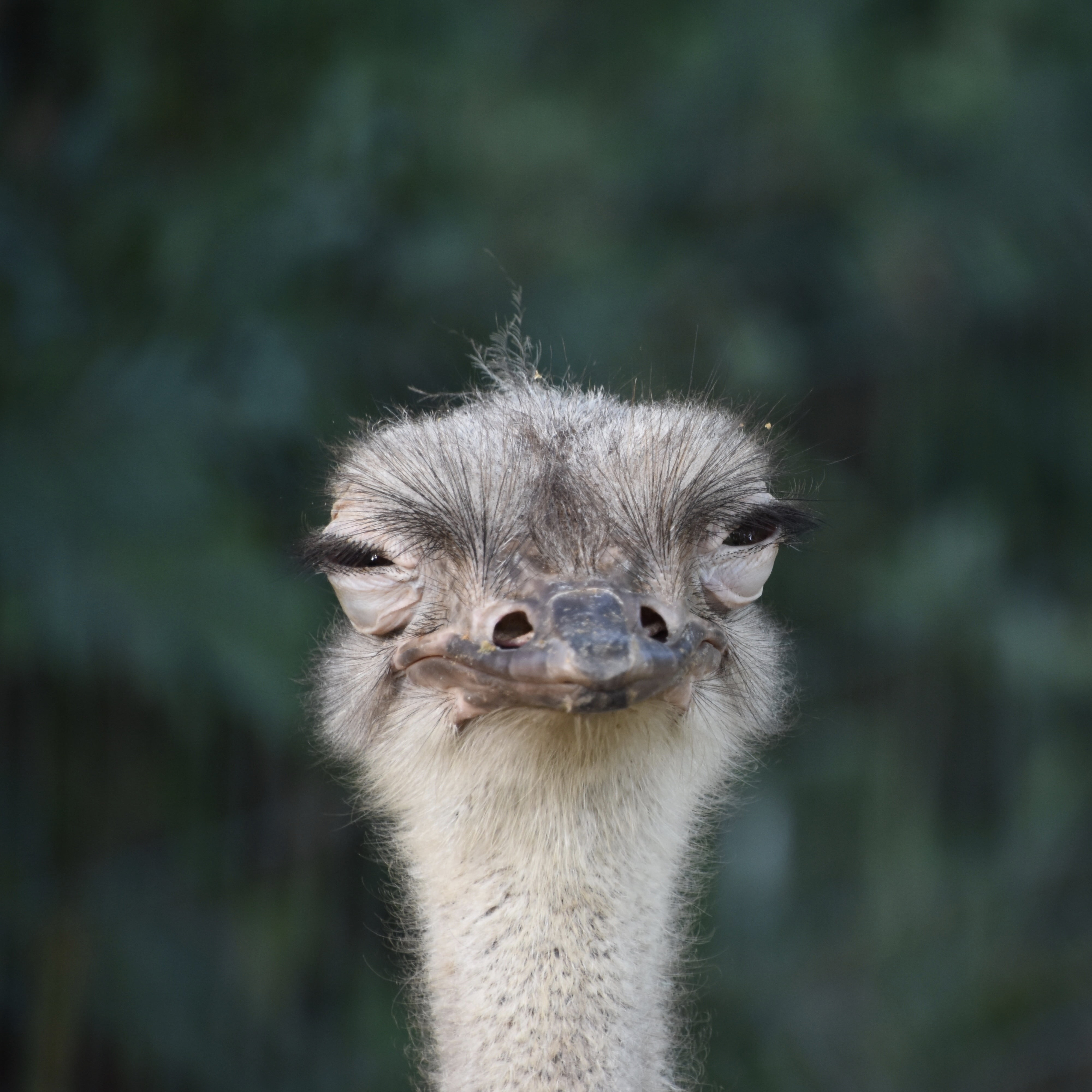 no people, animals in the wild, beak, vertebrate, bird, animal neck, ostrich, animal wildlife, animal eye, one animal, 4K, squint, outdoors, portrait, Phone HD Wallpaper