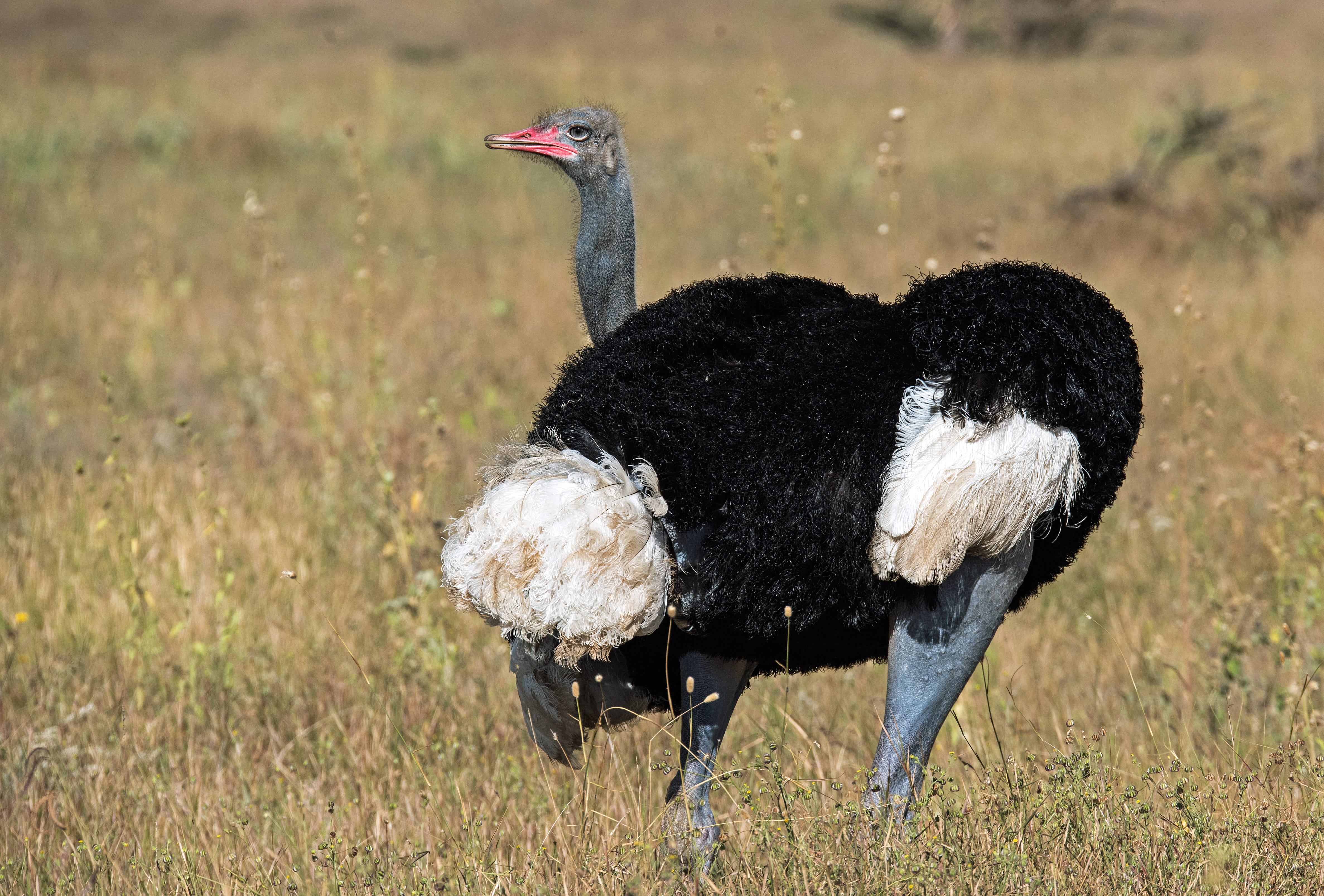 animal, full length, animals in the wild, grass, bird, mammal, focus on foreground, africa, no people, kenya, 4K, ostrich, black and white, somali ostrich, HD Wallpaper