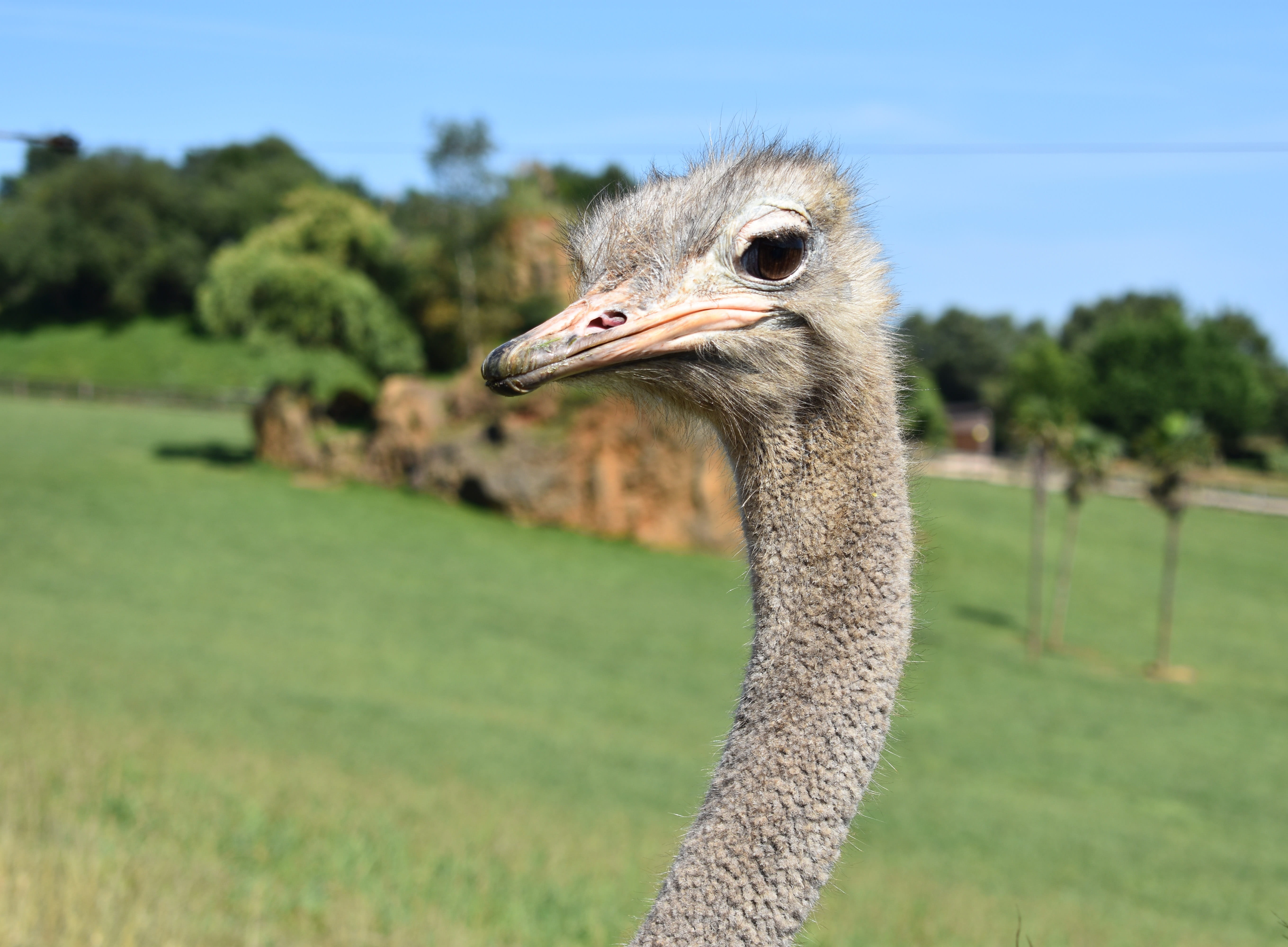 focus on foreground, ostriches, day, grass, beak, land, animal head, animal body part, 5K, birds, field, peak, nature, animals, one animal, plant, animal, HD Wallpaper