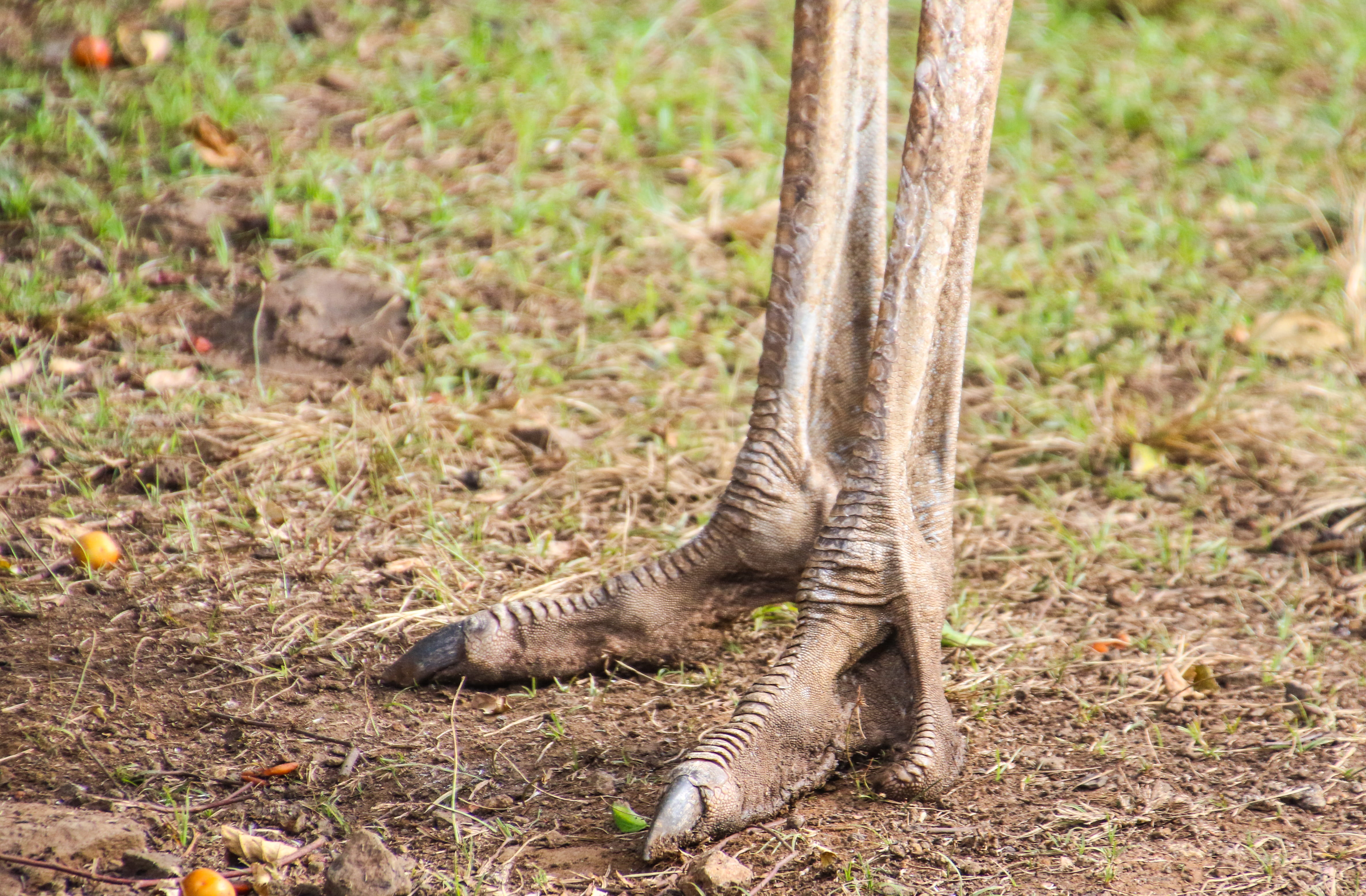 forest, brown, animal body part, one animal, animal wildlife, land, legs, tree, outdoors, plant, photo, close, close-up, day, ground, ostrich, 4K, tourism, HD Wallpaper