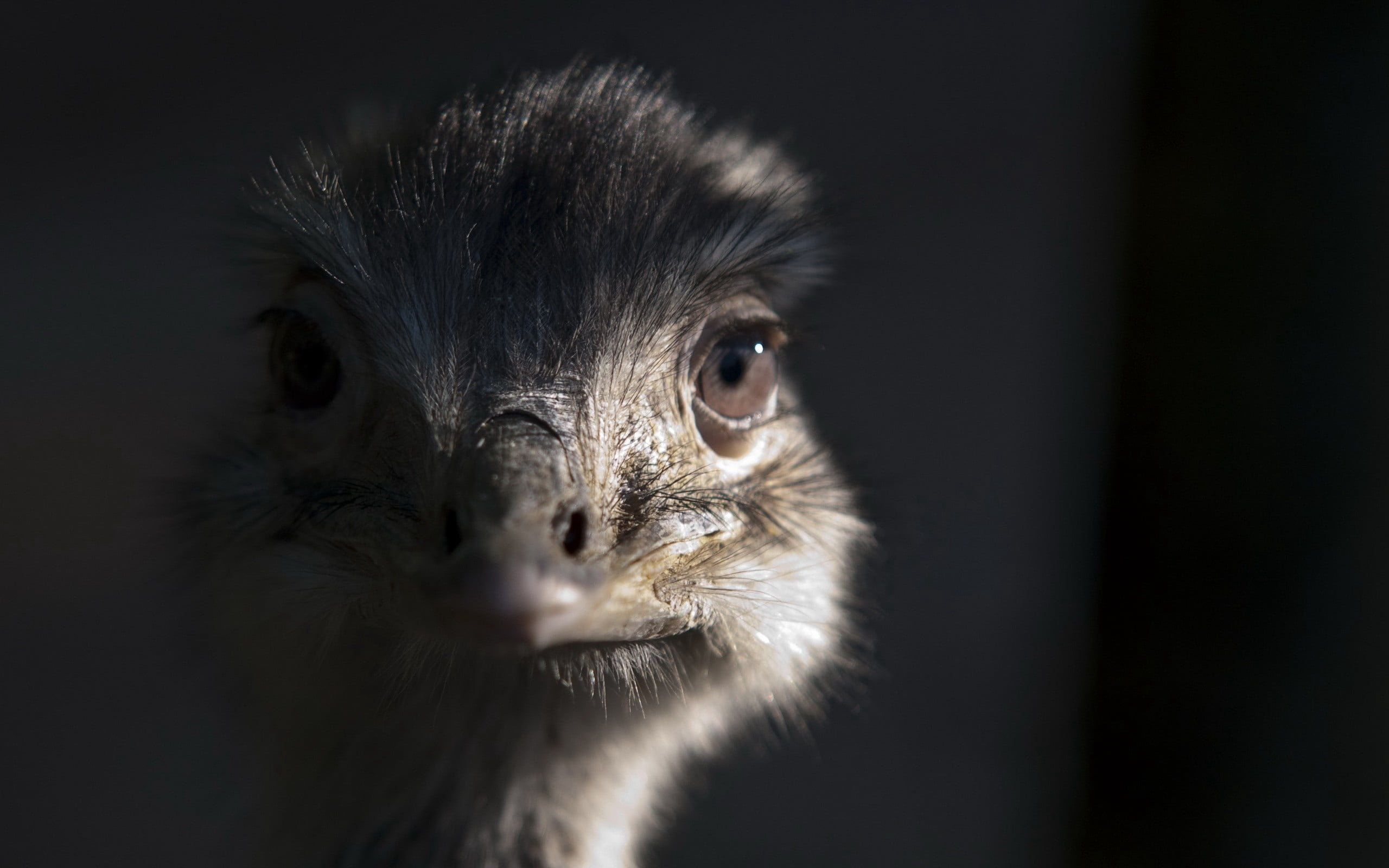 looking, human Face, pets, indoors, shadow, domestic animals, aggression, ostrich, black Color, curiosity, looking at camera, animal Head, beak, one Animal, HD Wallpaper