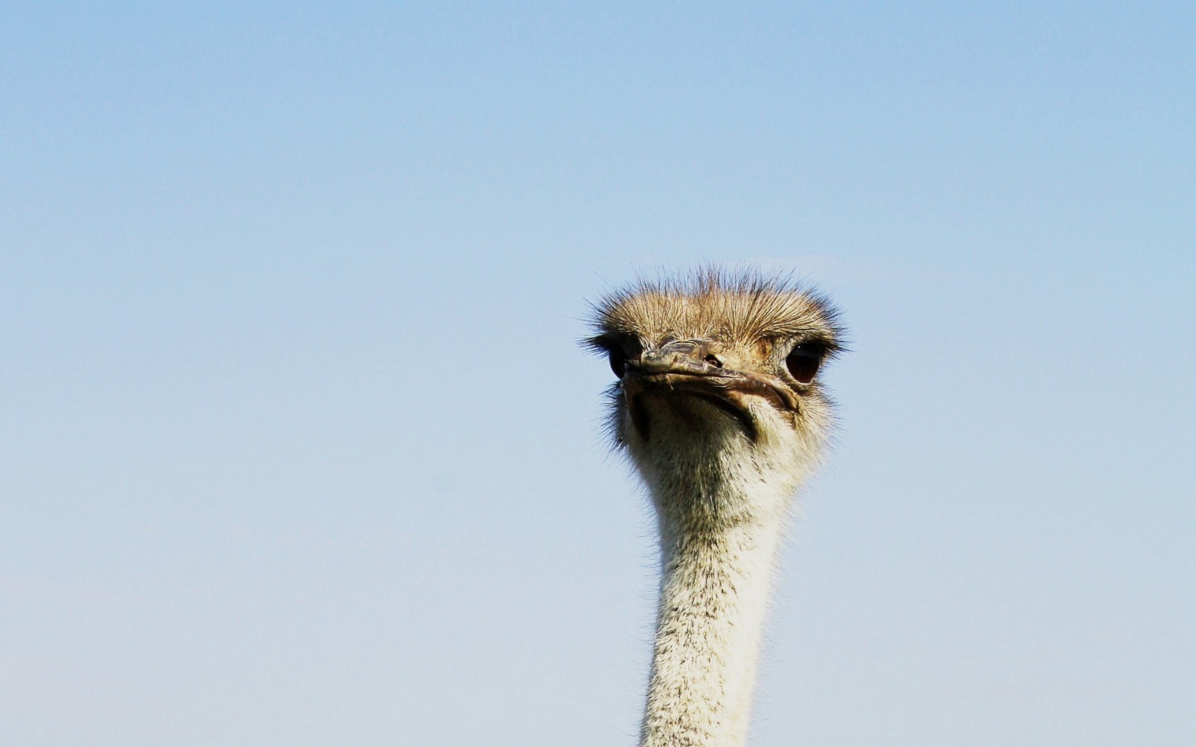 copy space, head, clear sky, animal mouth, emu, brown, feather, one animal, bird, 720P, animal themes, animal Head, africa, beak, blue, sky, animal wildlife, HD Wallpaper