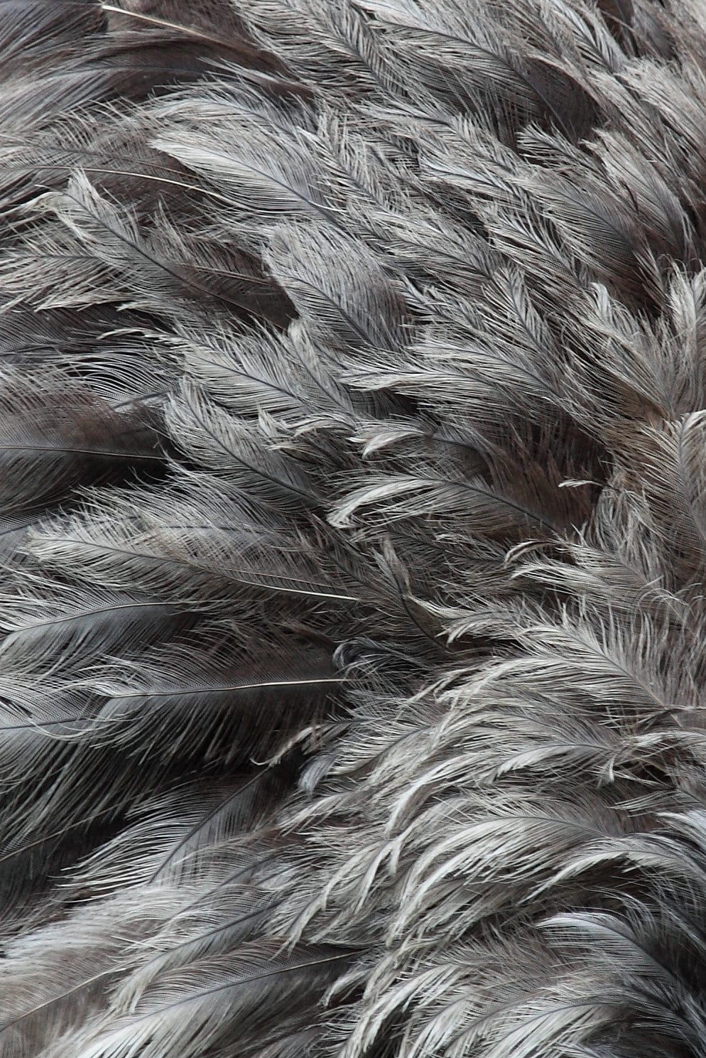 soft, plumage, animal, dog, mammal, pattern, animal themes, nature, bird, pets, full frame, many, vertebrate, animal body part, background, domestic, feather, Phone HD Wallpaper