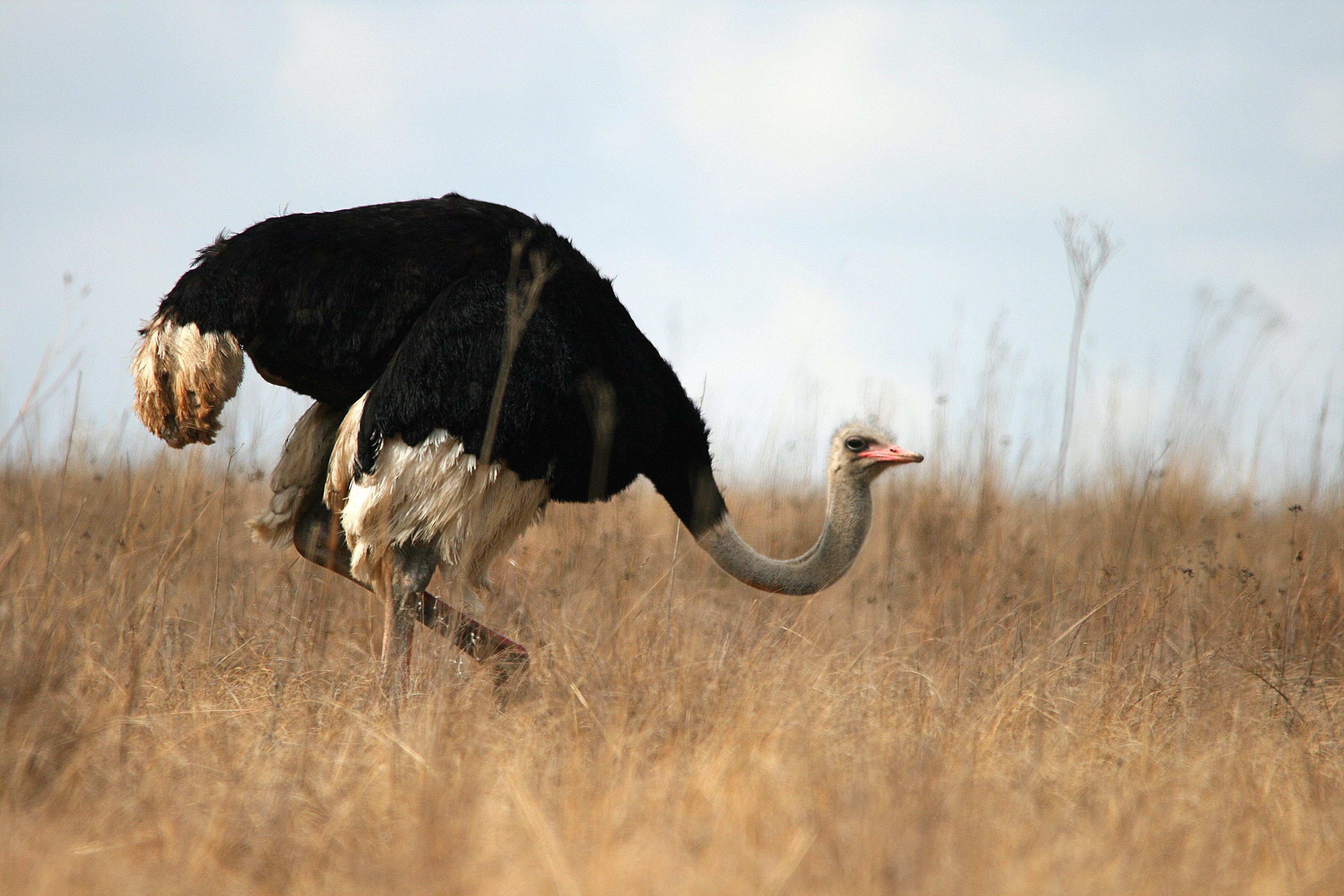animal, neck, side view, animals in the wild, grass, wild, grey-brown, ostrich, outdoors, dry, nature, sky, vertebrate, no people, full length, animal themes, HD Wallpaper
