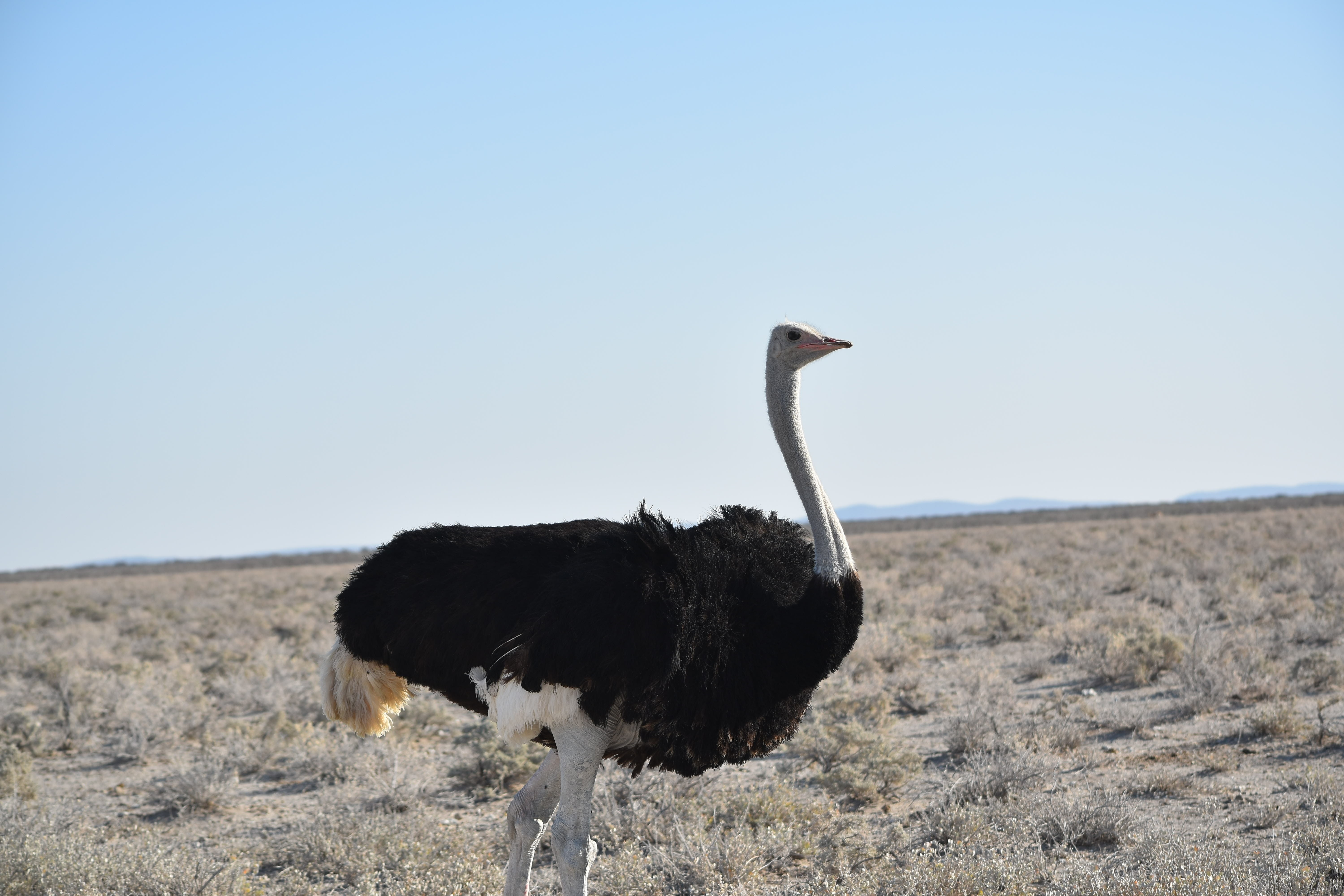 bird, animal, Run, environment, sky, vertebrate, no people, Southern African, clear sky, animal wildlife, grass, landscape, animals in the wild, nature, HD Wallpaper