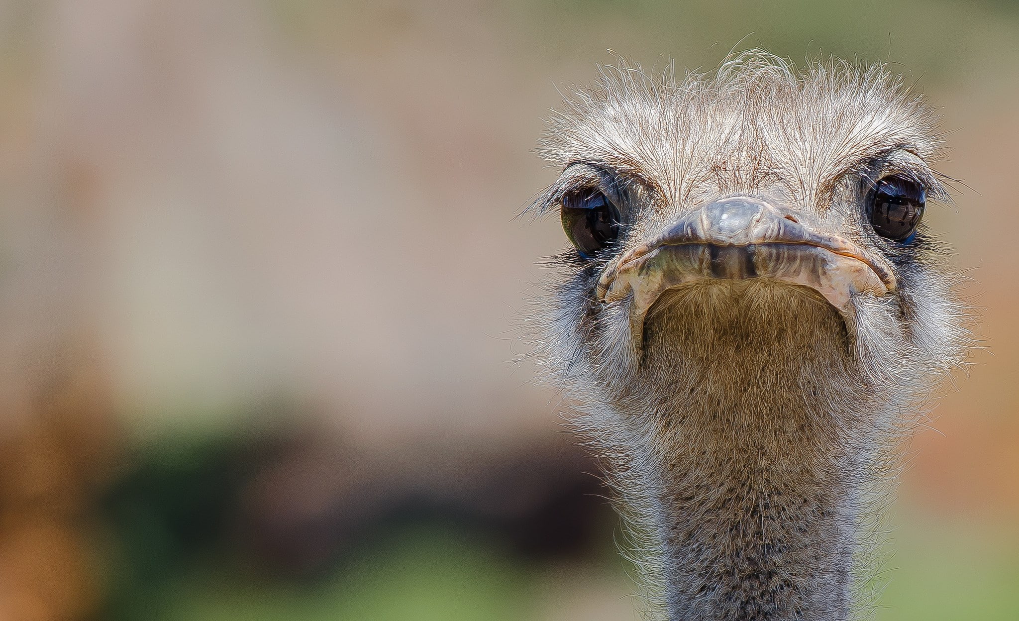 ostrich, 1080P, HD Wallpaper
