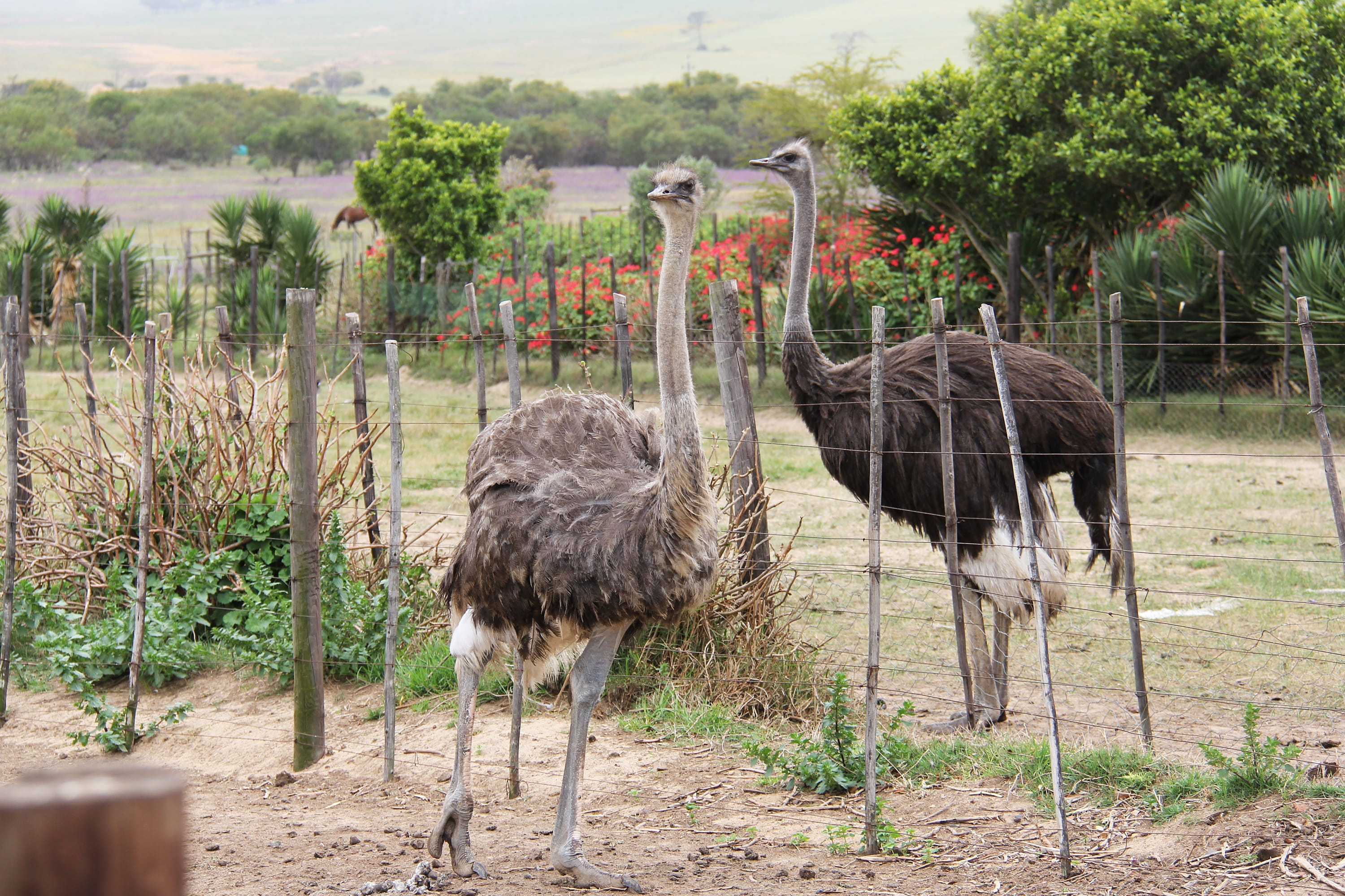 zoo, animal, day, ostrich ranch, zoology, tree, vertebrate, interesting, cape town, animal family, group of animals, Ostrich, nature, no people, animal neck, HD Wallpaper