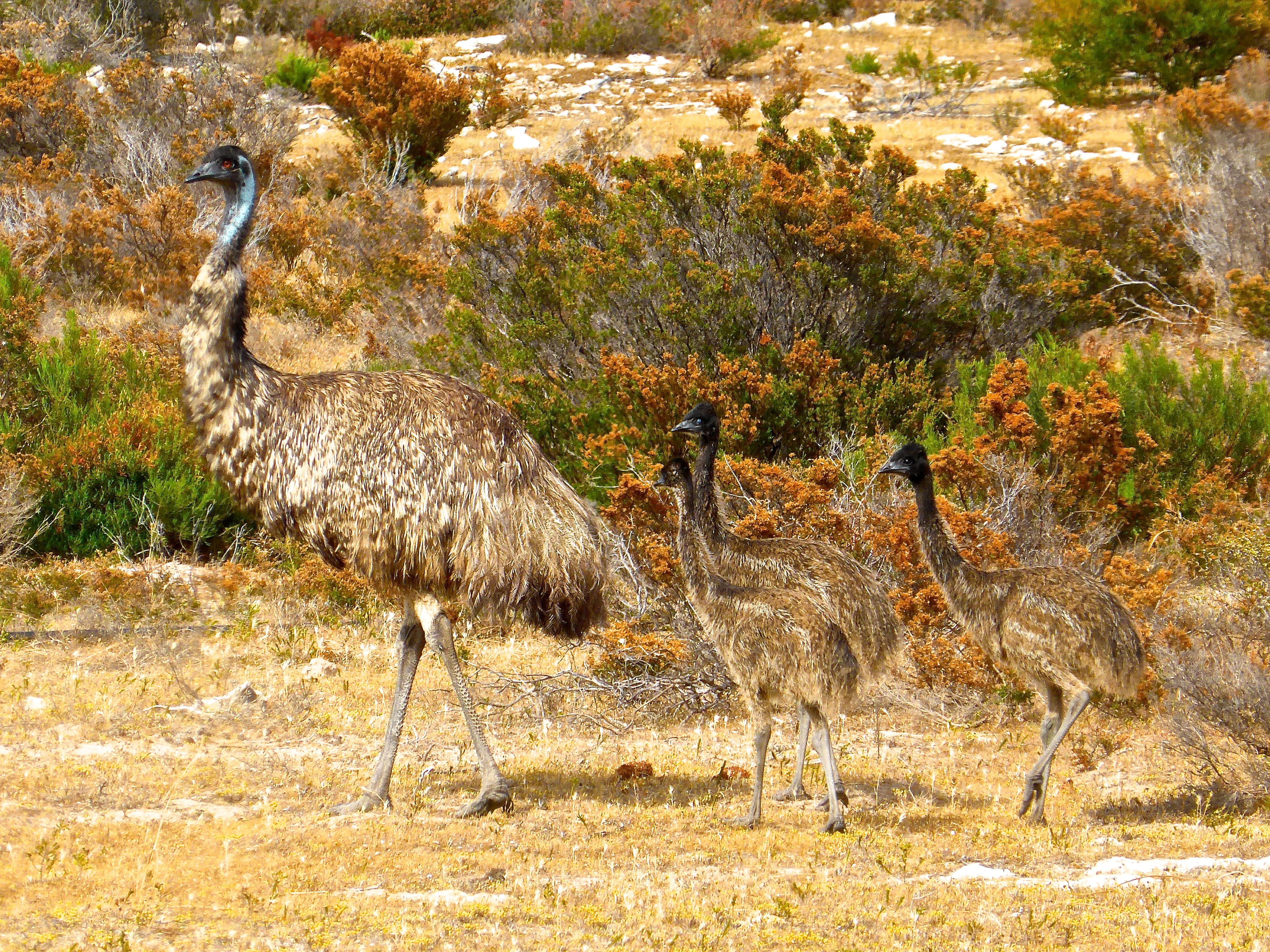 vertebrate, animal neck, avian, novaehollandiae, plumage, birds, neck, 4K, australian, wildlife, animals in the wild, group of animals, day, emus, ostrich, HD Wallpaper