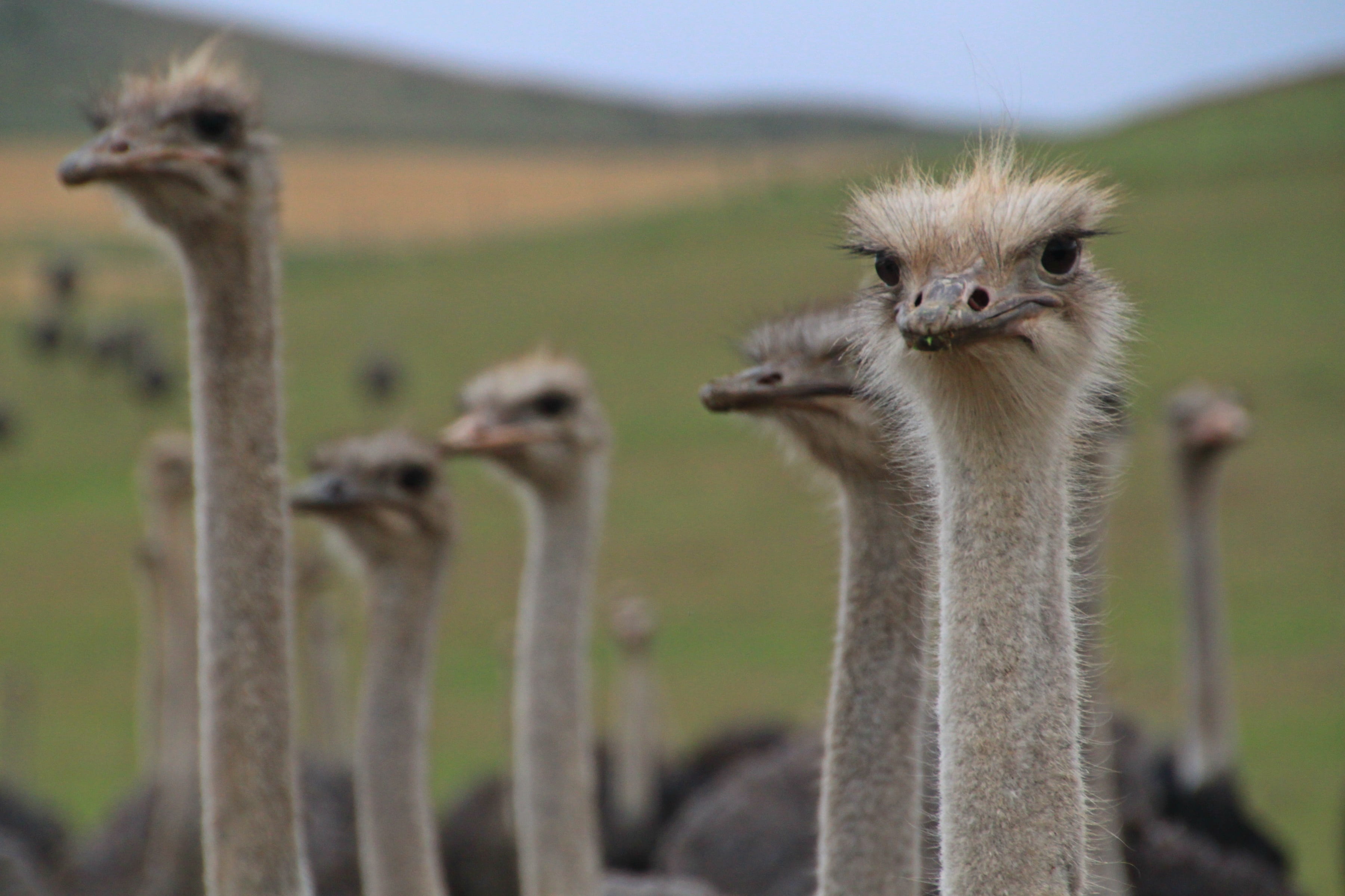 vertebrate, portrait, agriculture, day, focus on foreground, bouquet, group of animals, animal, flock of birds, 2K, flightless laufvogel, two animals, HD Wallpaper