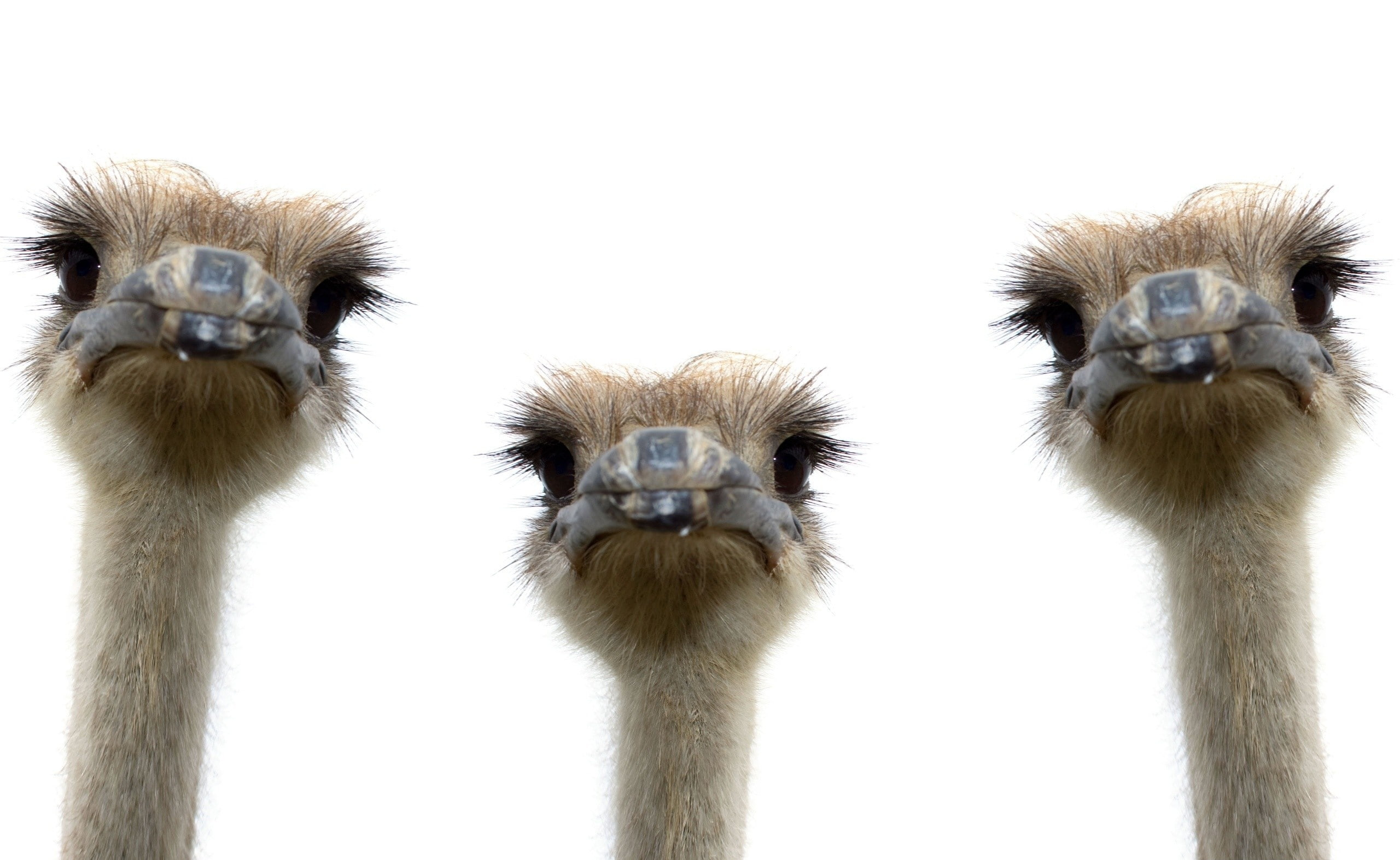 animal eye, Animals, animal wildlife, animal body part, 2K, close-up, Ostriches, animal themes, three, animal, flock of birds, Birds, portrait, three animals, HD Wallpaper