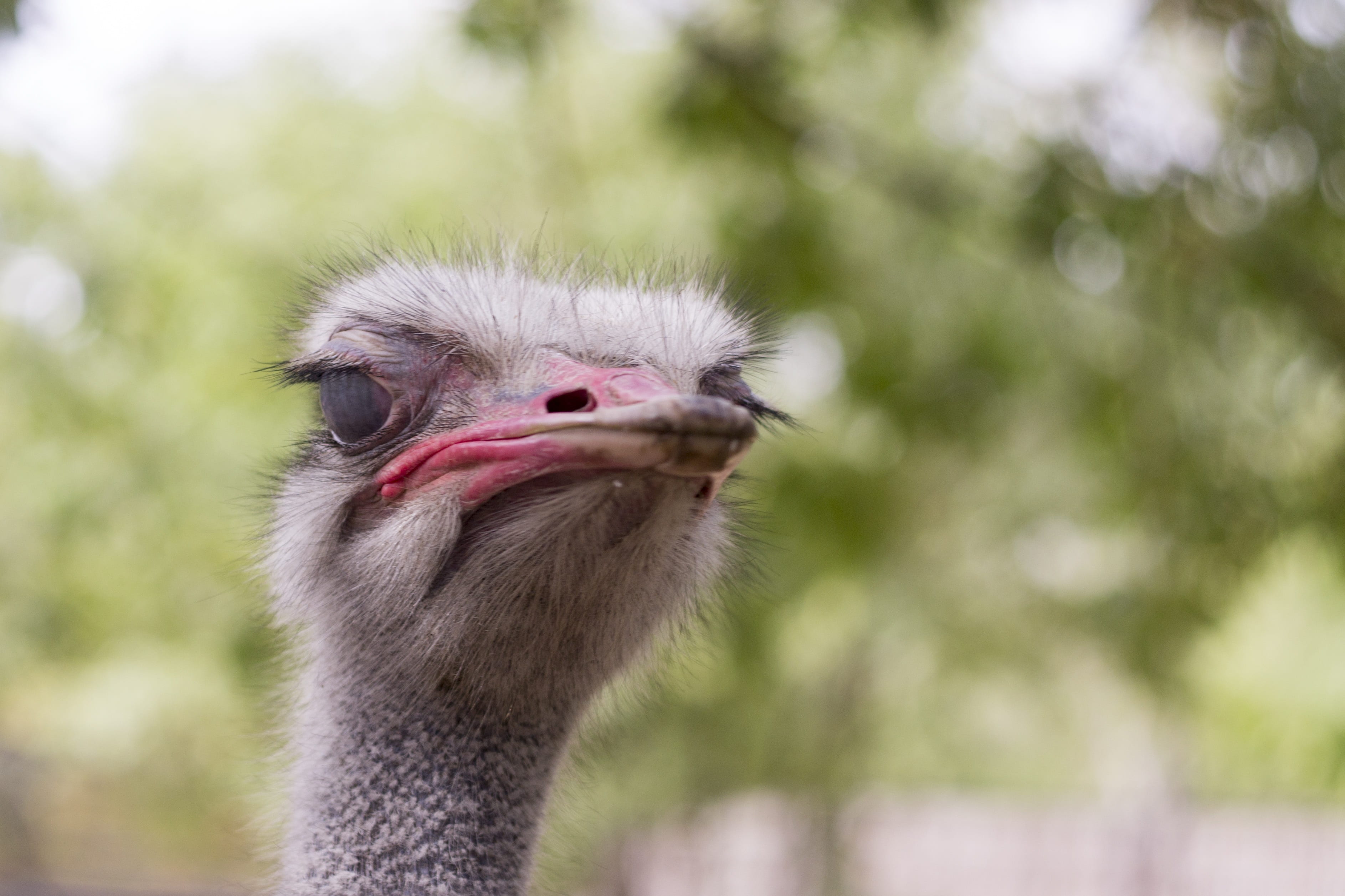 profile view, outdoors, animals, african ostrich, plant, beak, vertebrate, the head of the animal, 2K, day, close-up, bird, mouth open, animal eye, portrait, HD Wallpaper