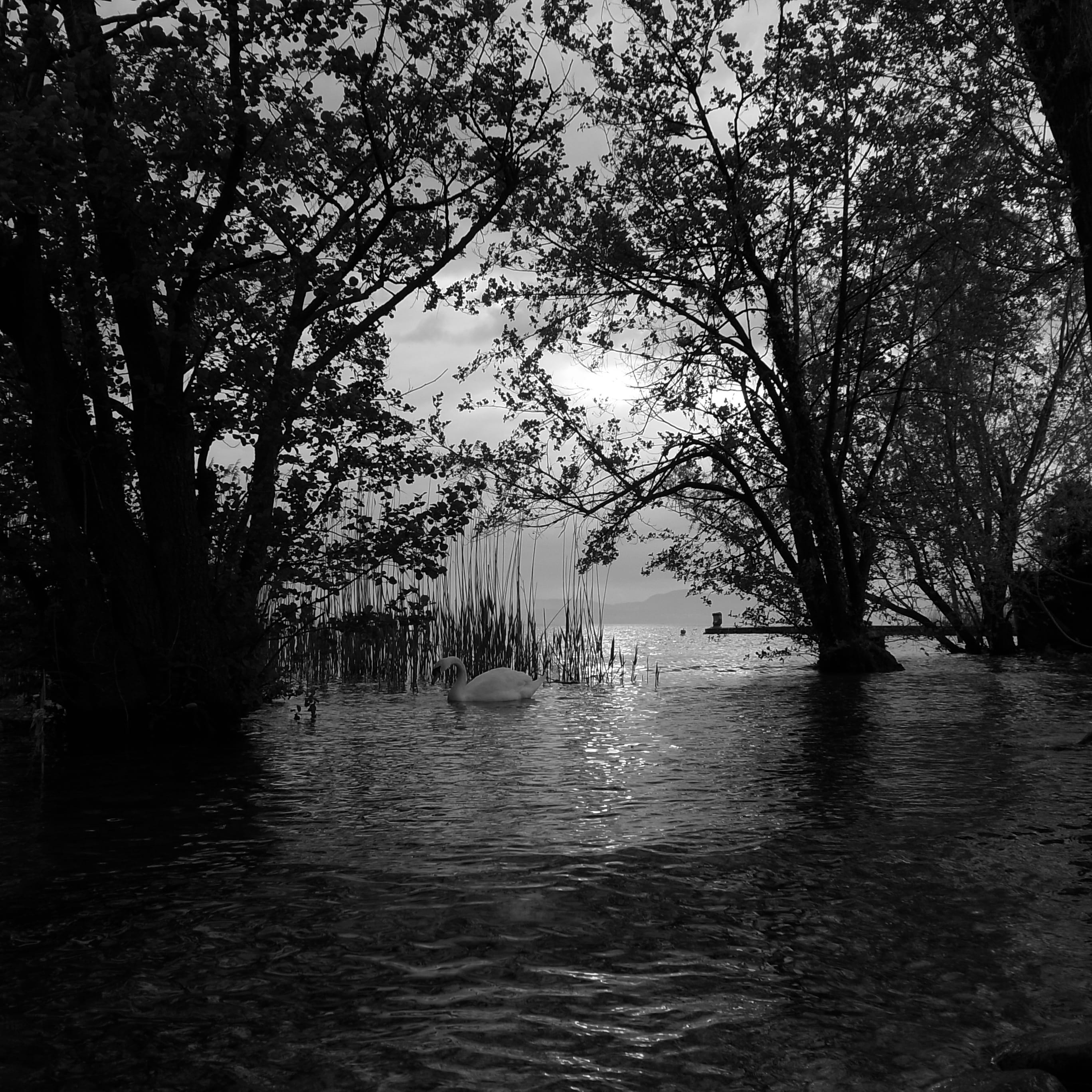 recreation area, plant, tree, water, lake, garda resort, Swan, sky, growing up trees in the water, rippled, nature, growth, Sunder, no people, Lake Garda, Phone HD Wallpaper