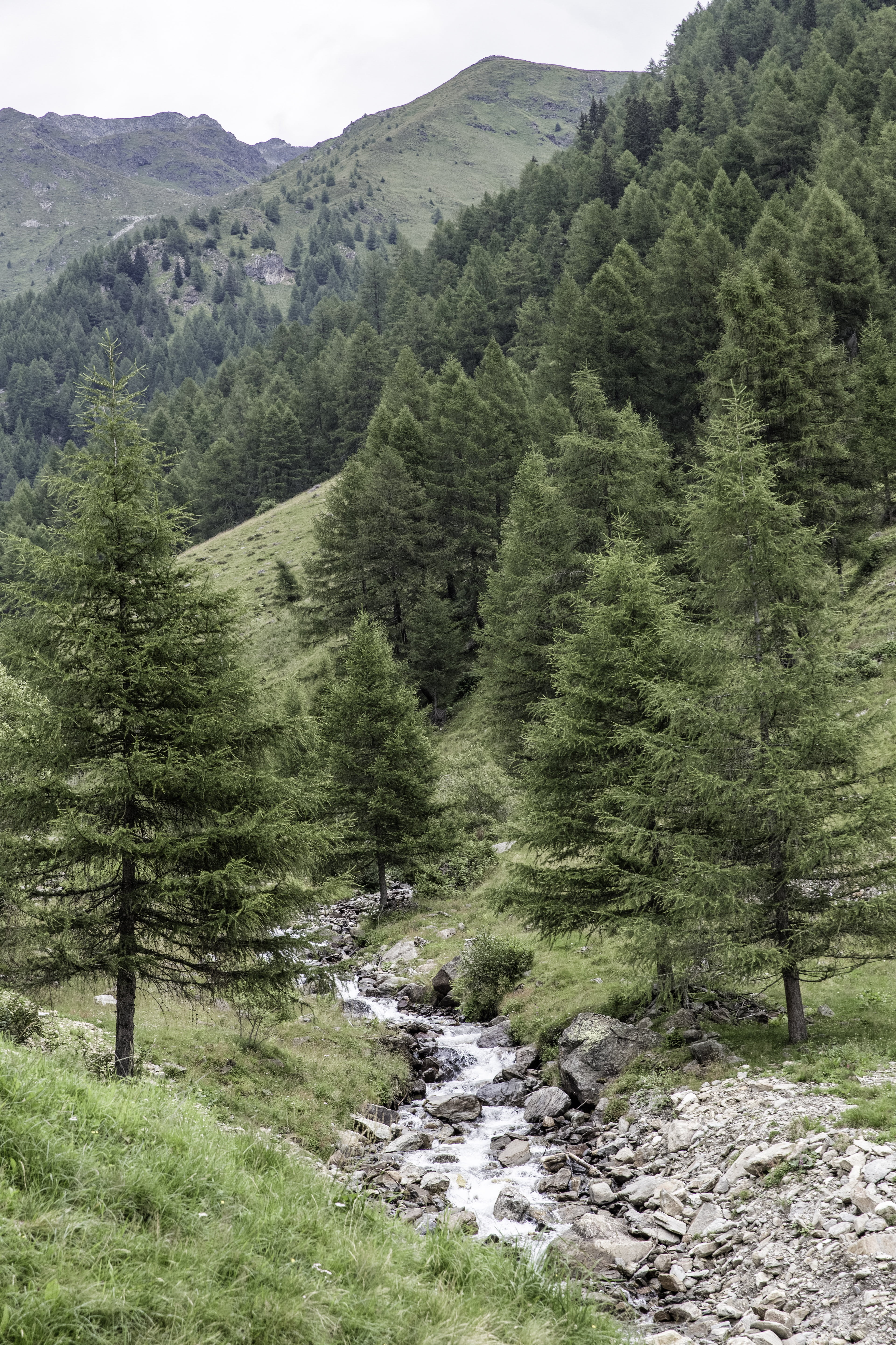 distant view, non-urban scene, trees, tranquility, plateau, coniferous tree, north italy, mountain, outdoors, mountaineering, idyllic, destination, land, Phone HD Wallpaper