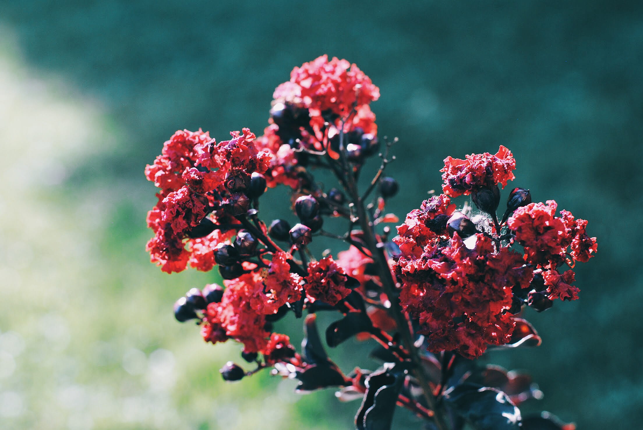 selective focus, plant, 1080P, beauty in nature, petal, flowering plant, focus on foreground, day, vulnerability, freshness, flower, united states, close-up, HD Wallpaper