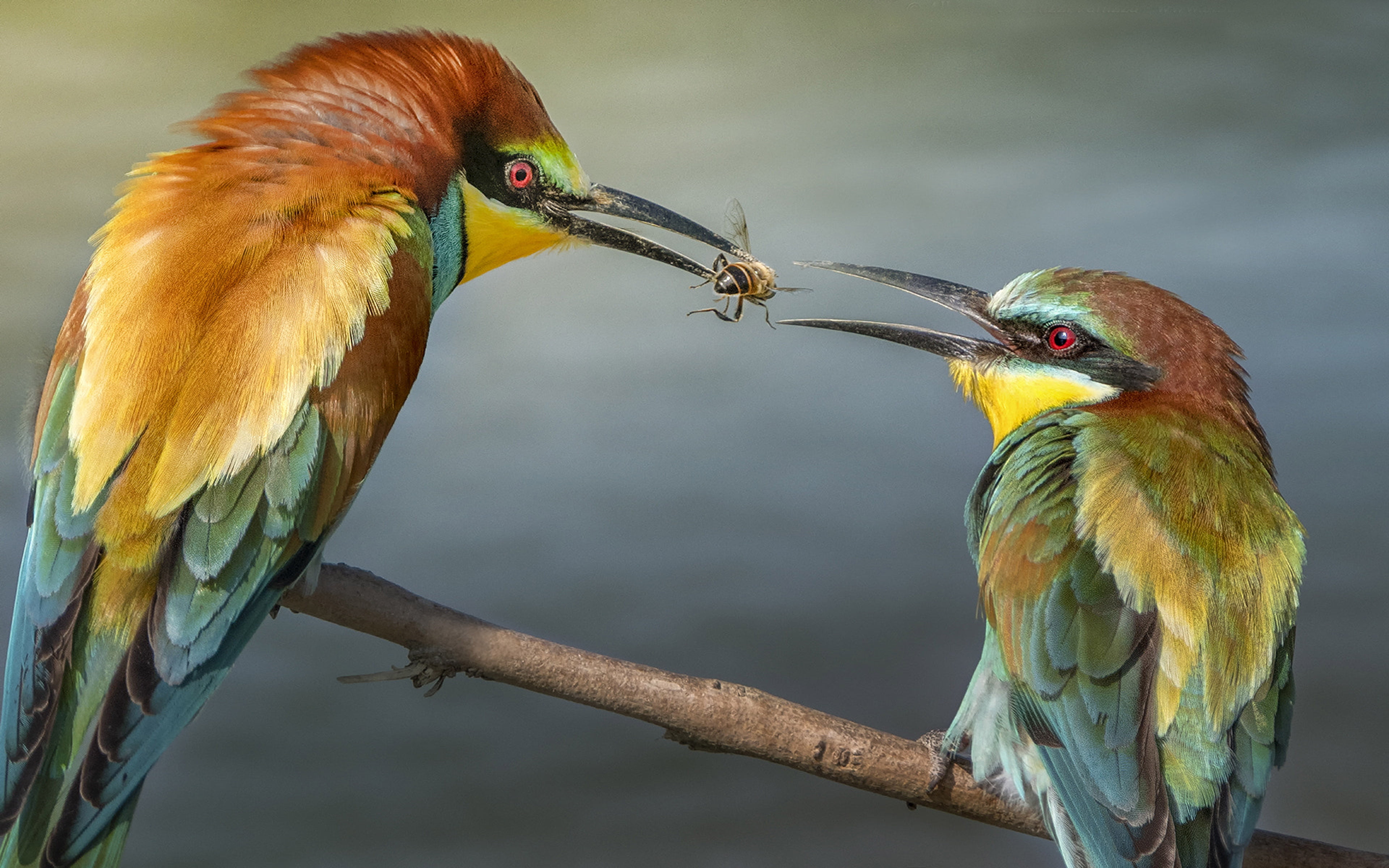 africa, europe, nature, animals in the wild, vertebrate, profile view, beak, two animals, day, stick - plant part, south, australia, bird, eater, focus on foreground, HD Wallpaper