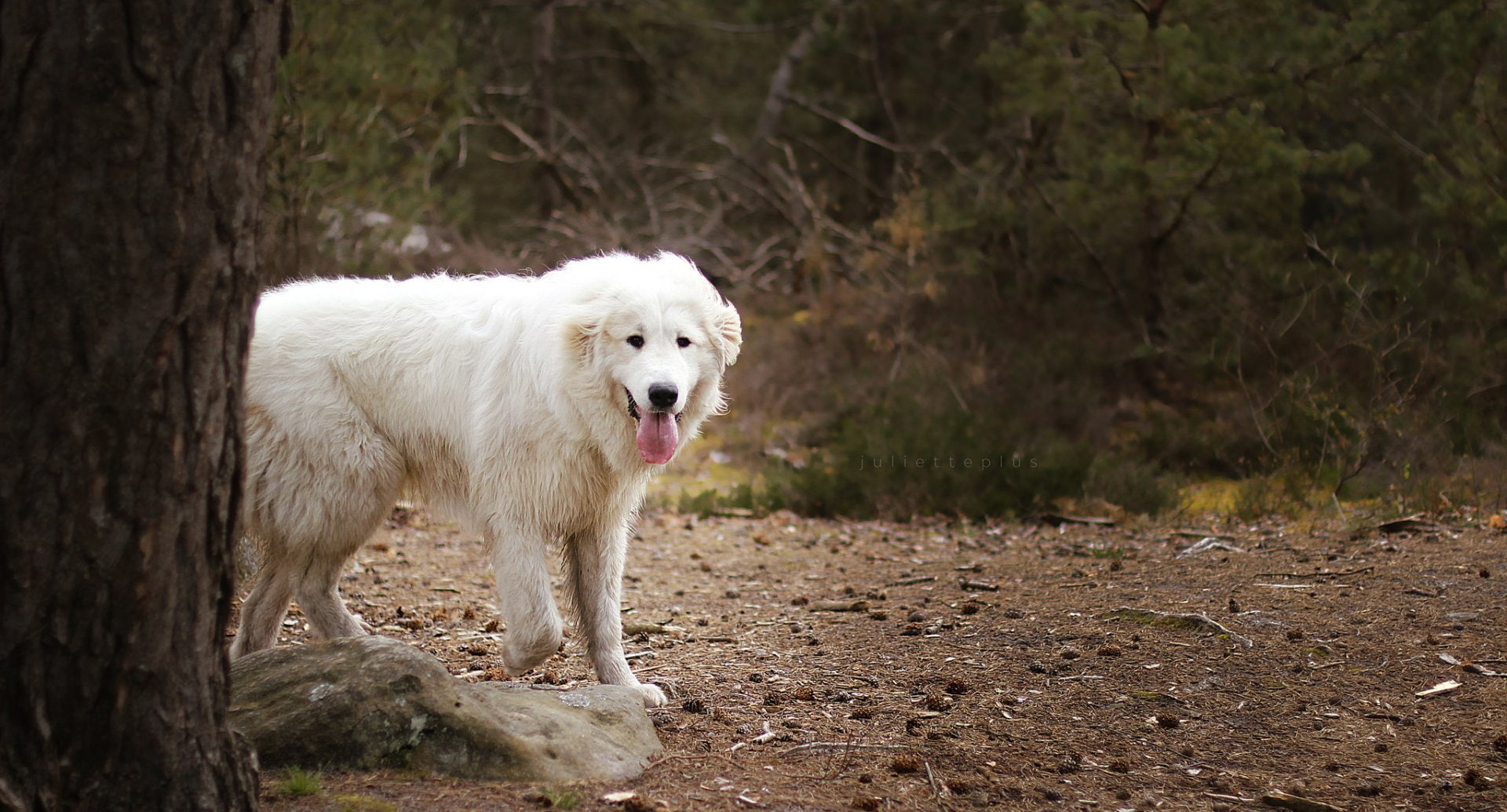 Maremma Sheepdog, Dogs, 1080P, Dog, HD Wallpaper