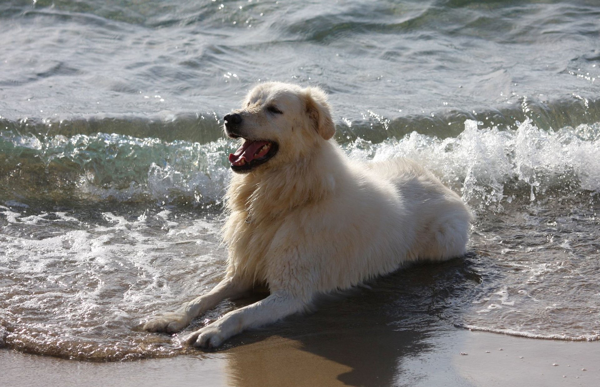 Dogs, Dog, 1080P, Maremma Sheepdog, HD Wallpaper