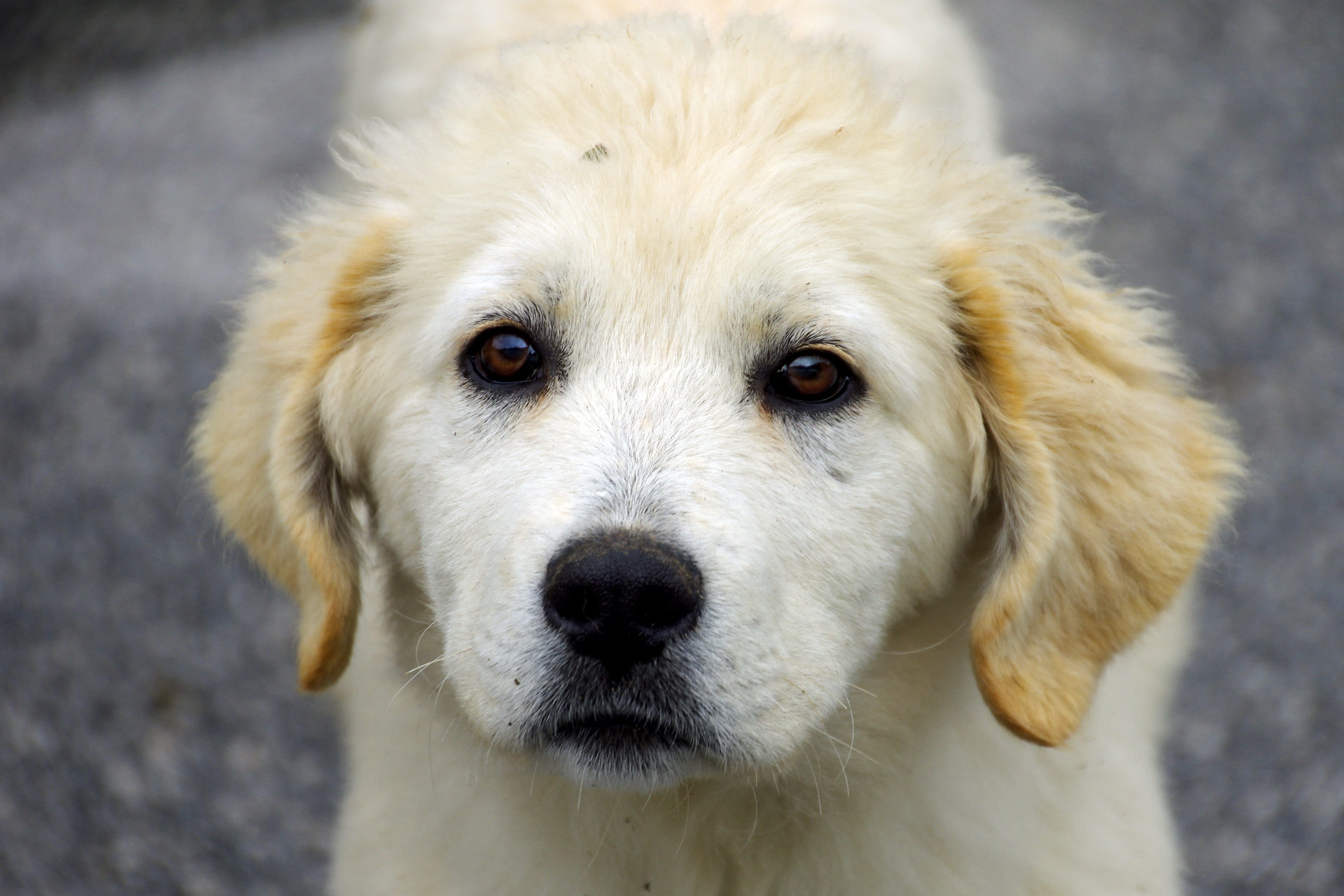 Sheepdog, ears, cold temperature, sheepdog, muzzle, animal body part, looking at camera, pet, domestic animals, maremma, Dog, pets, close-up, canine, Friend, HD Wallpaper