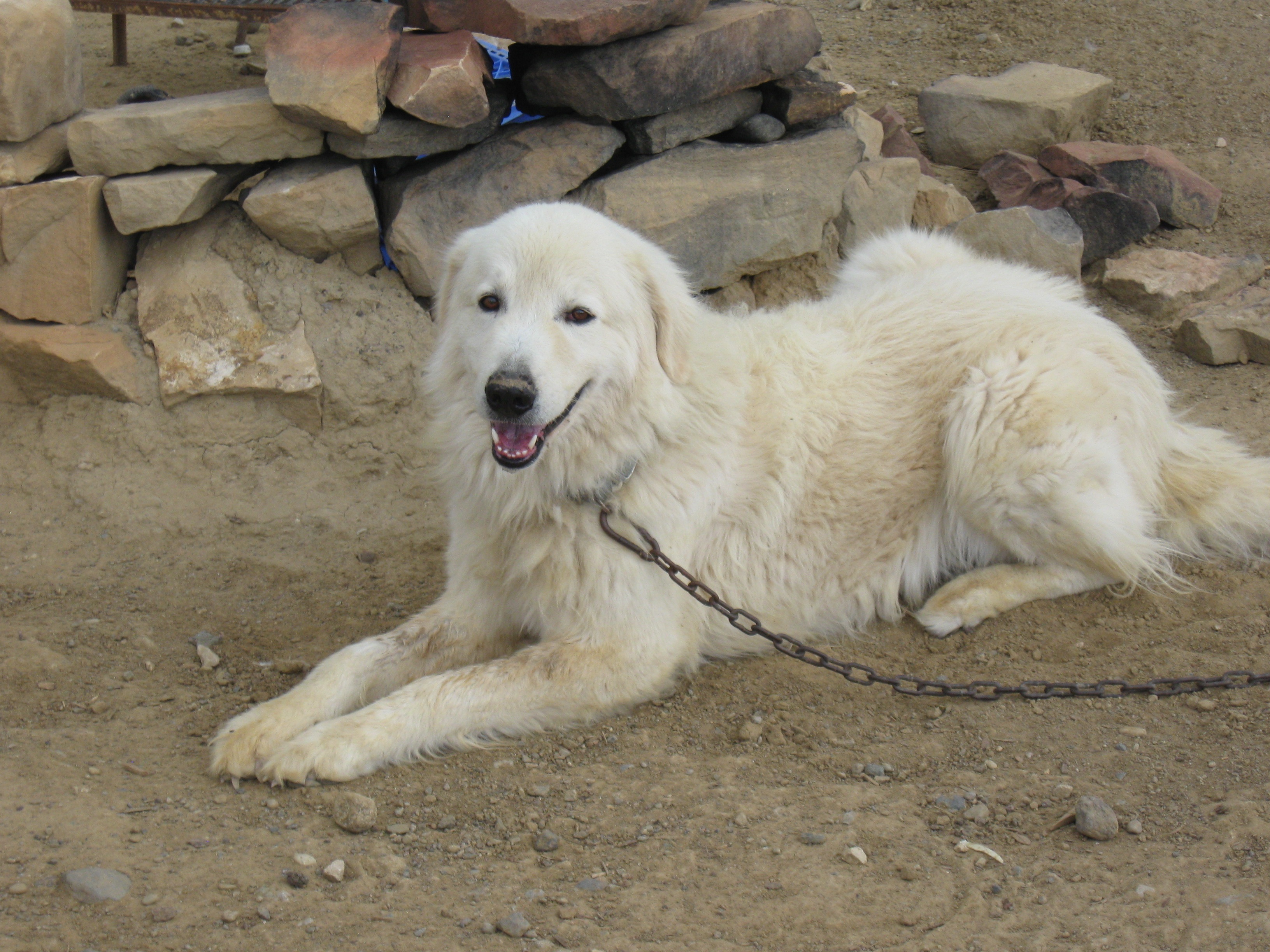 pets, vertebrate, relaxation, animal, puppy, canine, 2K, domestic animals, domestic, mammal, no people, dog, golden retriever, maremma sheepdog, outdoors, HD Wallpaper