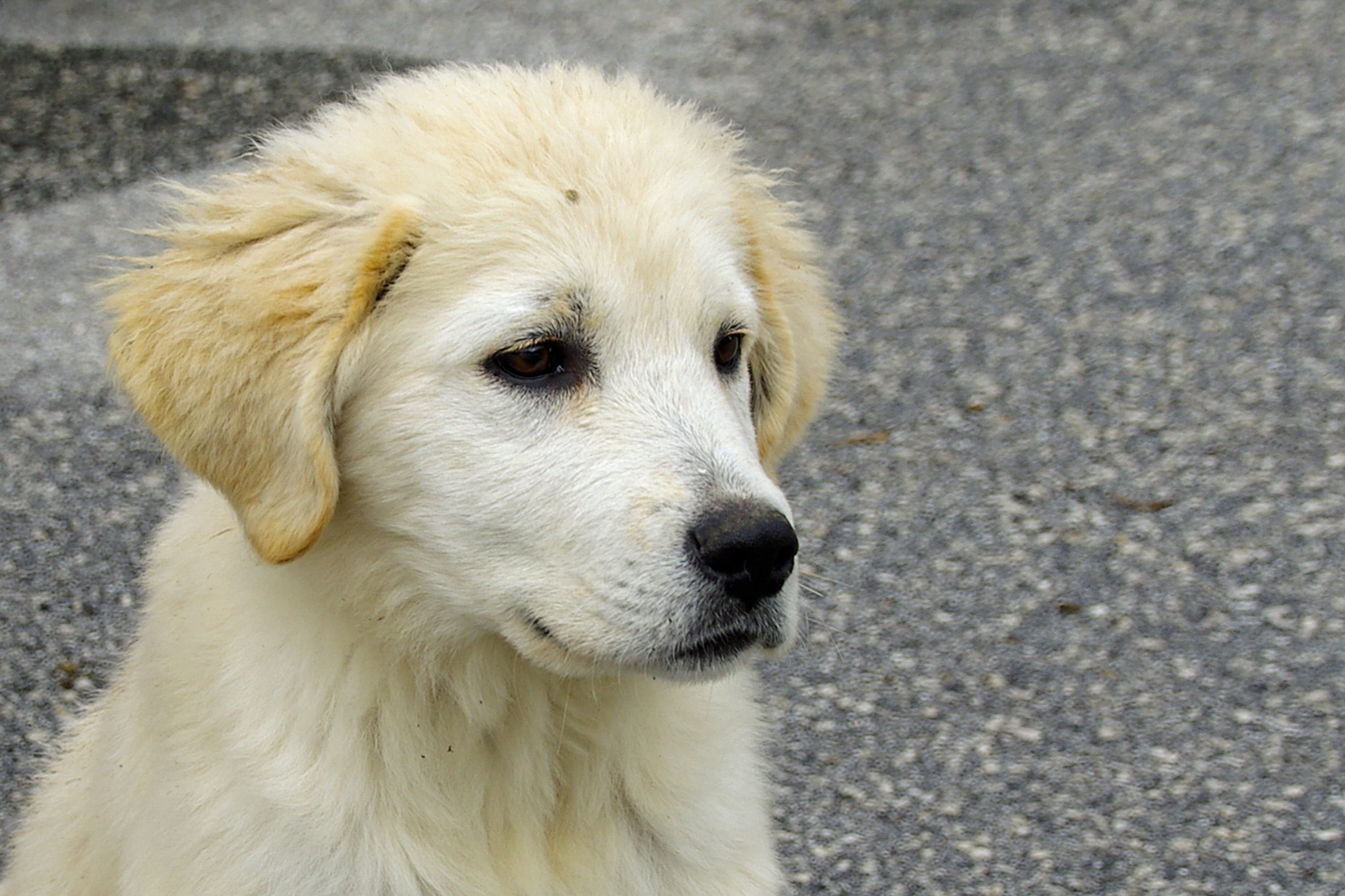 mammal, domestic animals, serenity, Puppy, 2K, animal themes, confidence, retriever, vertebrate, domestic, looking, one animal, Sheepdog, maremma, sheepdog, HD Wallpaper
