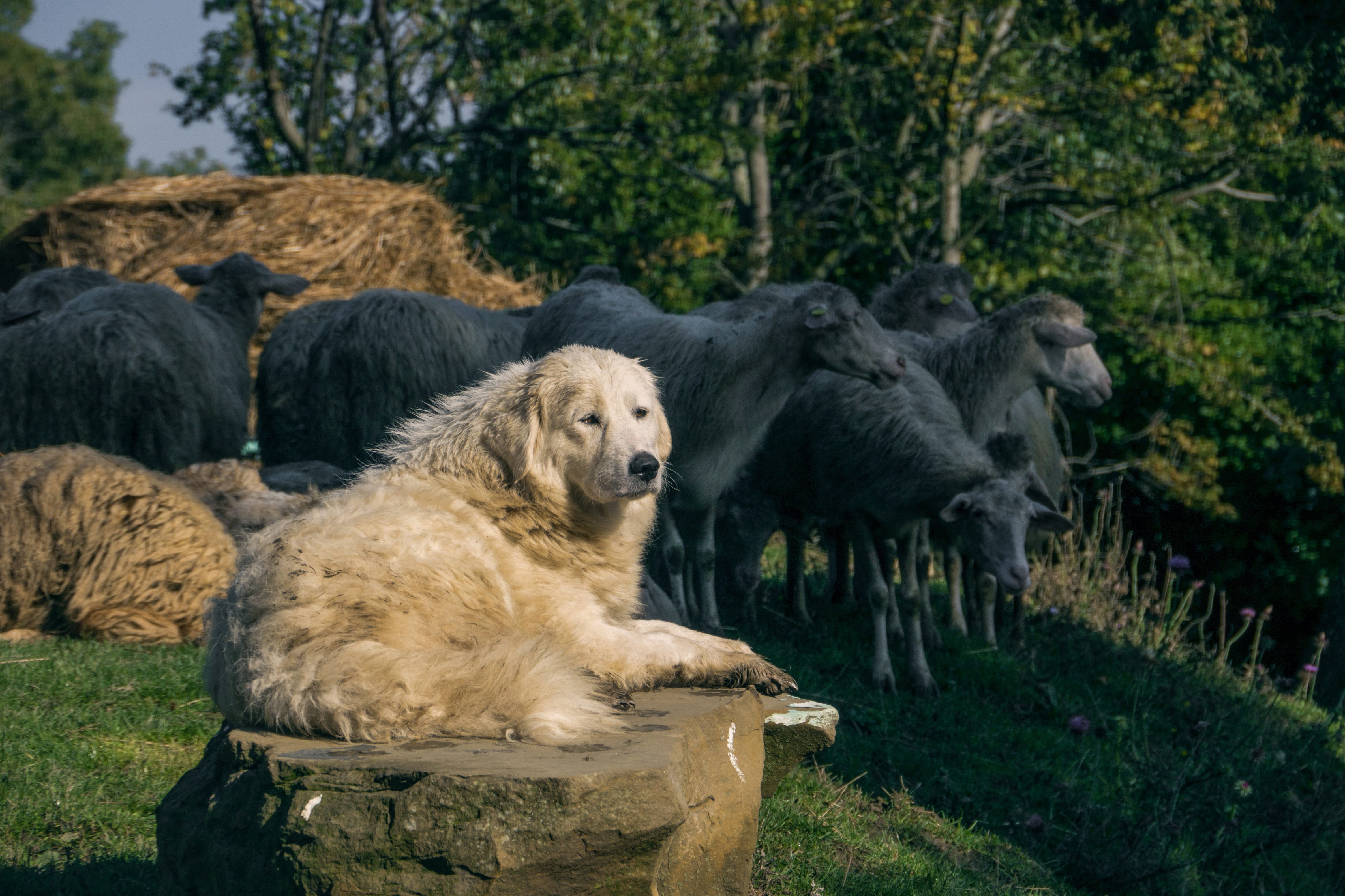 nature, plant, animal themes, sheep, sitting, forest, day, tree, straw, animals in the wild, trees outdoor, vertebrate, field, relaxation, maremma, land, HD Wallpaper
