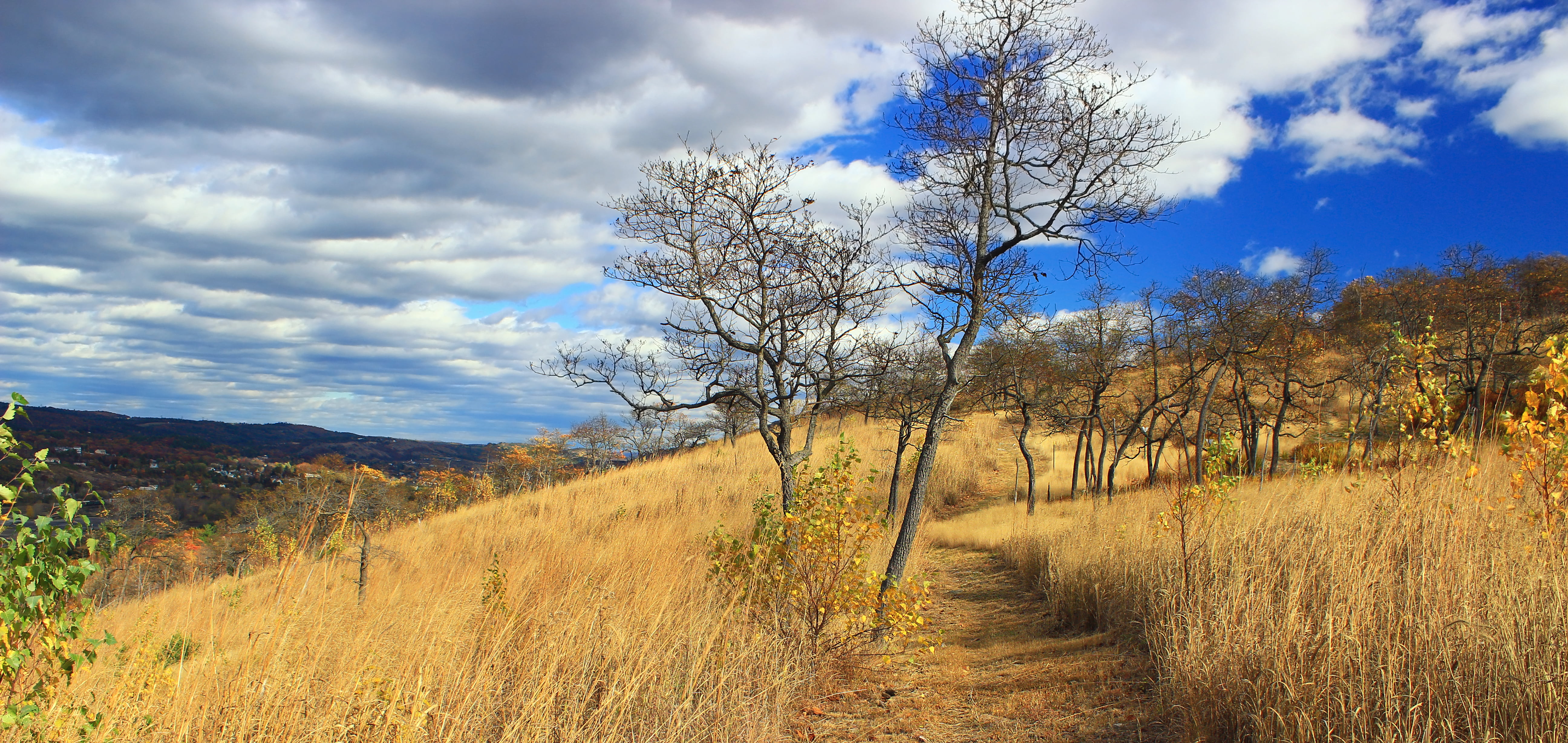 nature, hills, autumn, forest, field, rural Scene, wheat field, Carbon County, Blue Mountain, middle, scenics, walking path, hiking, outdoors, foliage, HD Wallpaper