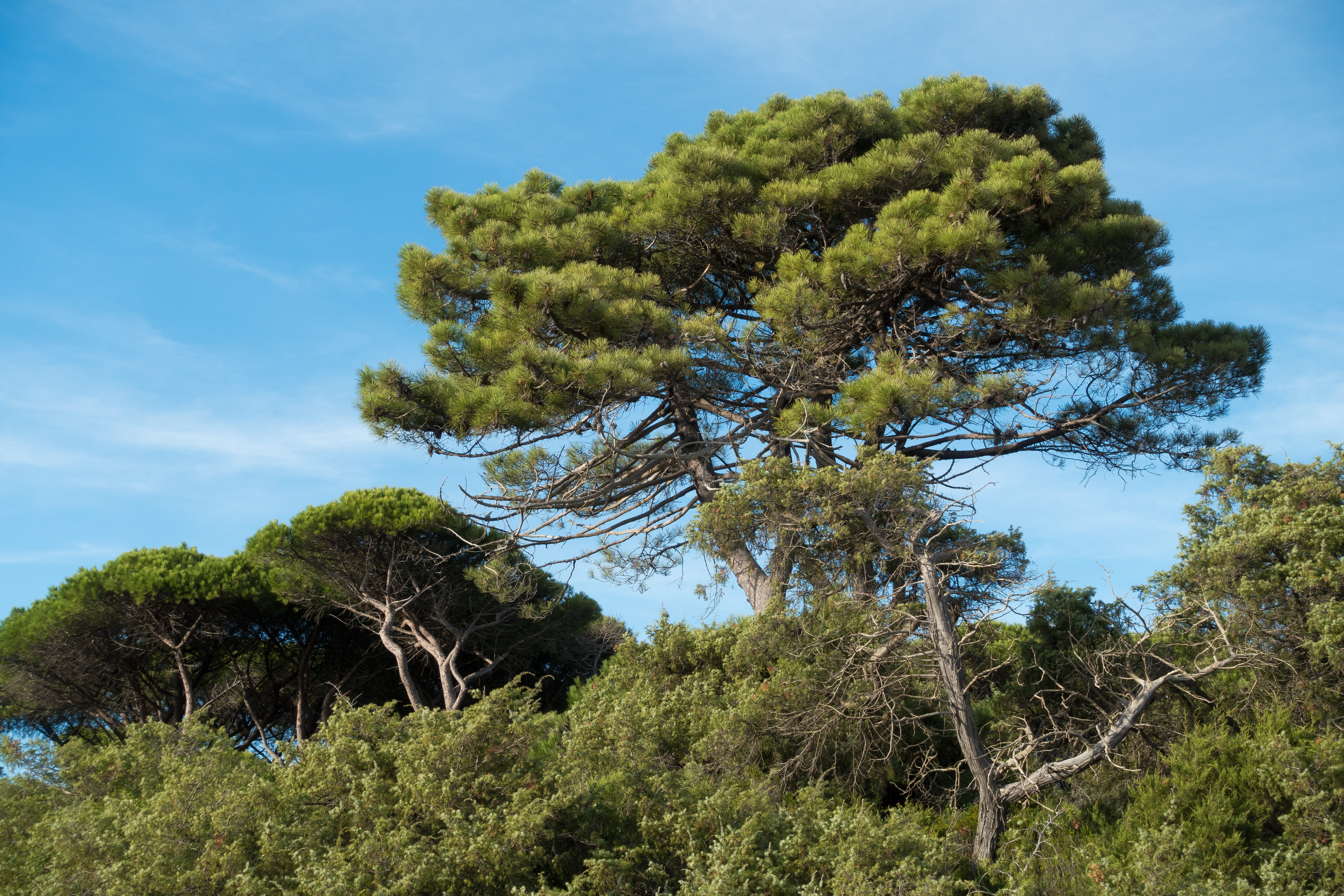 green color, land, italy, 5K, scenics - nature, coniferous tree, blue, pine tree, cloud - sky, day, forest, outdoors, tranquil scene, sky, pine, branch, HD Wallpaper