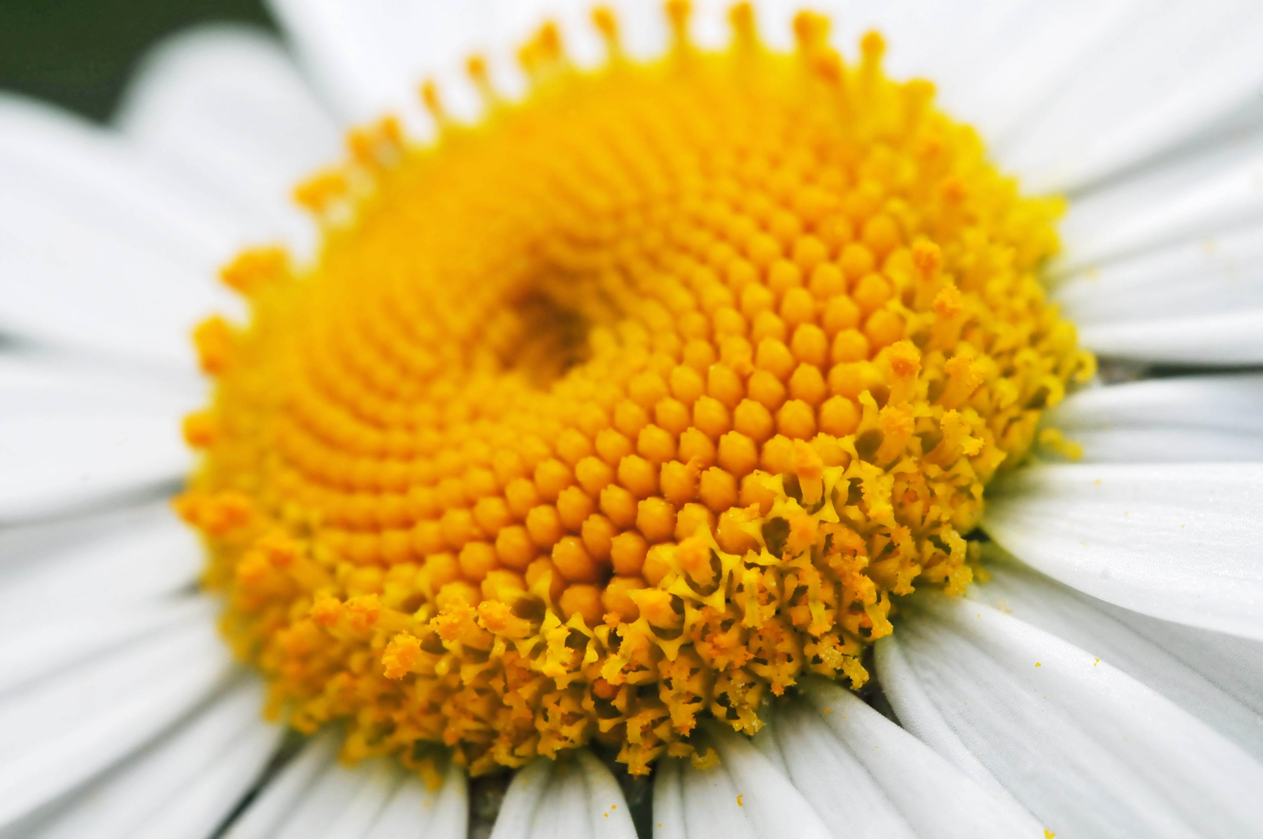 heard, small, dof, nikon  d300, petal, photography, switzerland, close-up, plant, macro photography, gossau  zürich, nature, yellow, flower, 4K, macro, HD Wallpaper