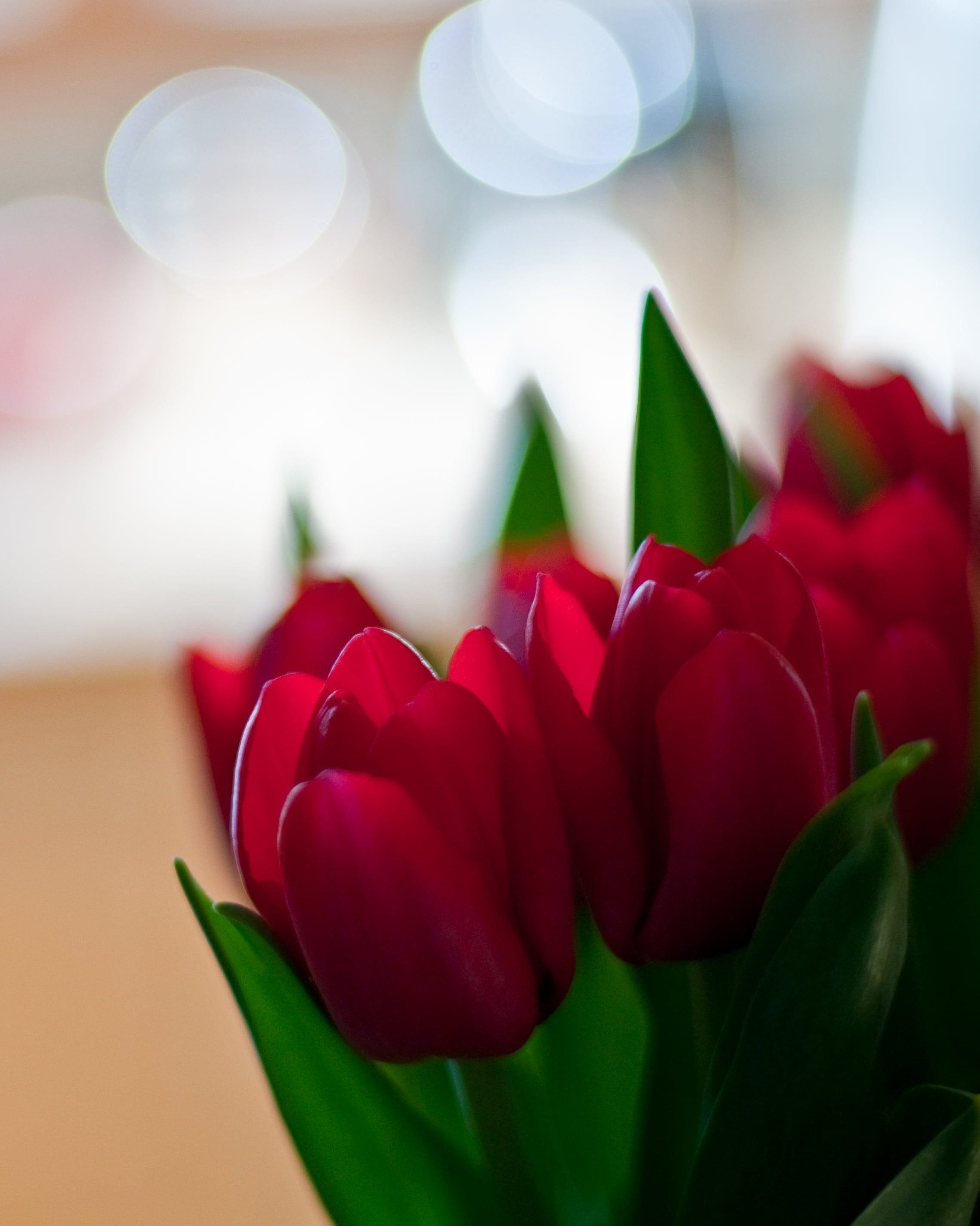 Tulips, decoration, NIKON D300, lightroom, flowers, 2K, Tulip, flower, bouquet, March, beautiful, plant, mercer, red, beauty, hopewell, bokeh, petal, spring, Phone HD Wallpaper