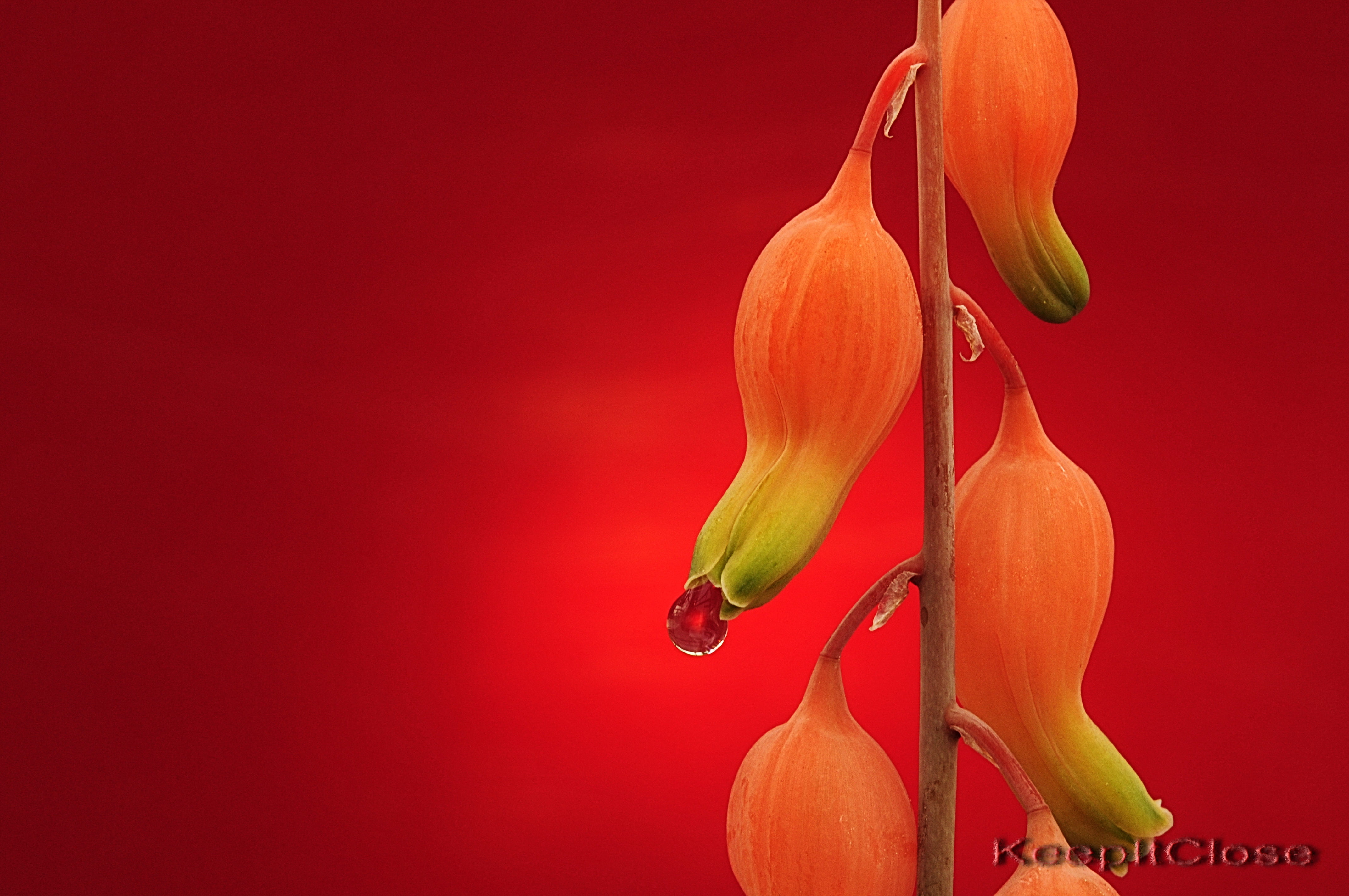 buds, Succulent, background, green, 4K, Nikon  D300, flower, pink, red, Explore, HD Wallpaper