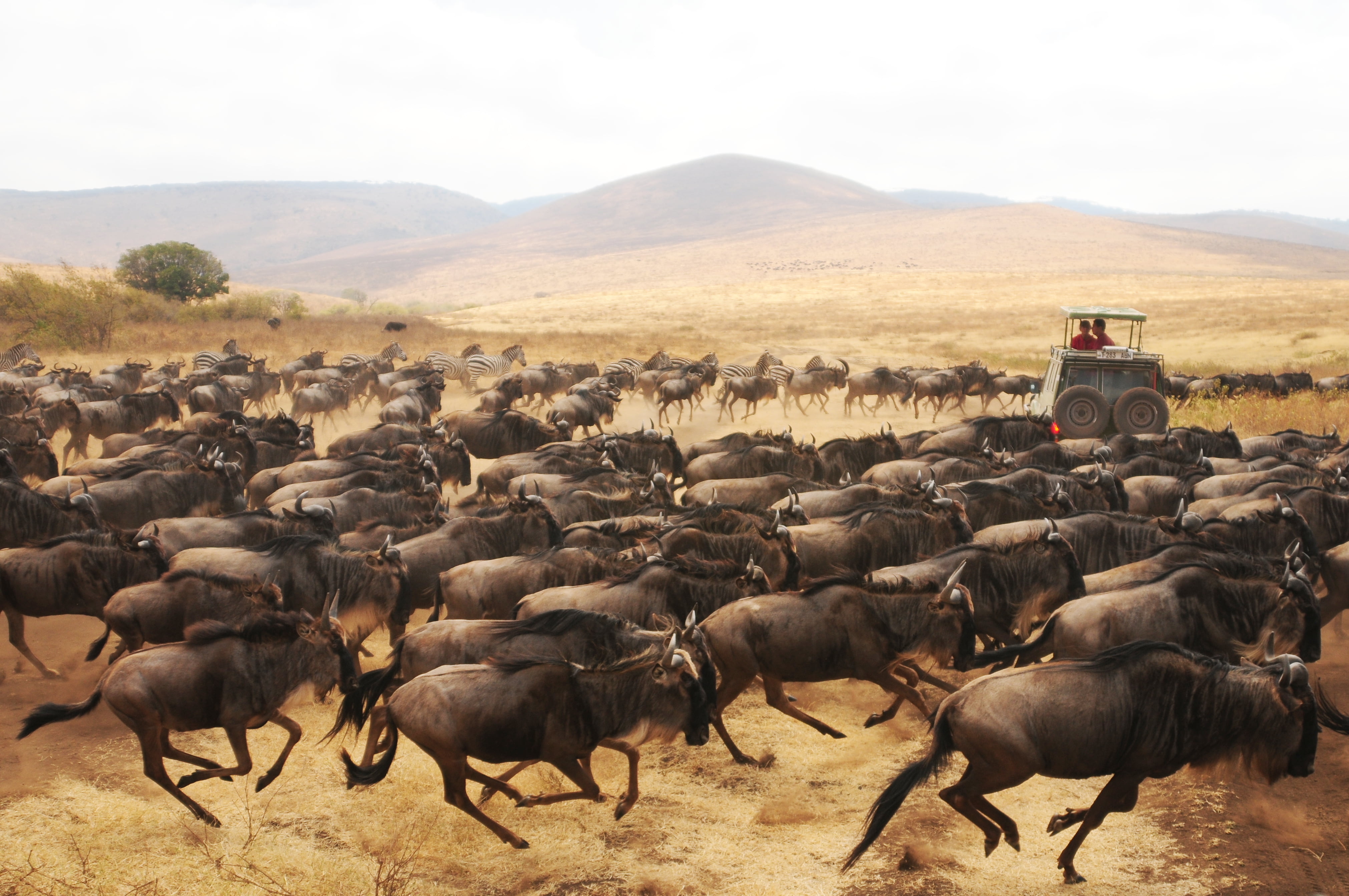 animals In The Wild, wildlife, 4K, africa, animal, creative-commons, d300, herd, Stampede, nature, safari Animals, wildebeest, tanzania, painting, HD Wallpaper