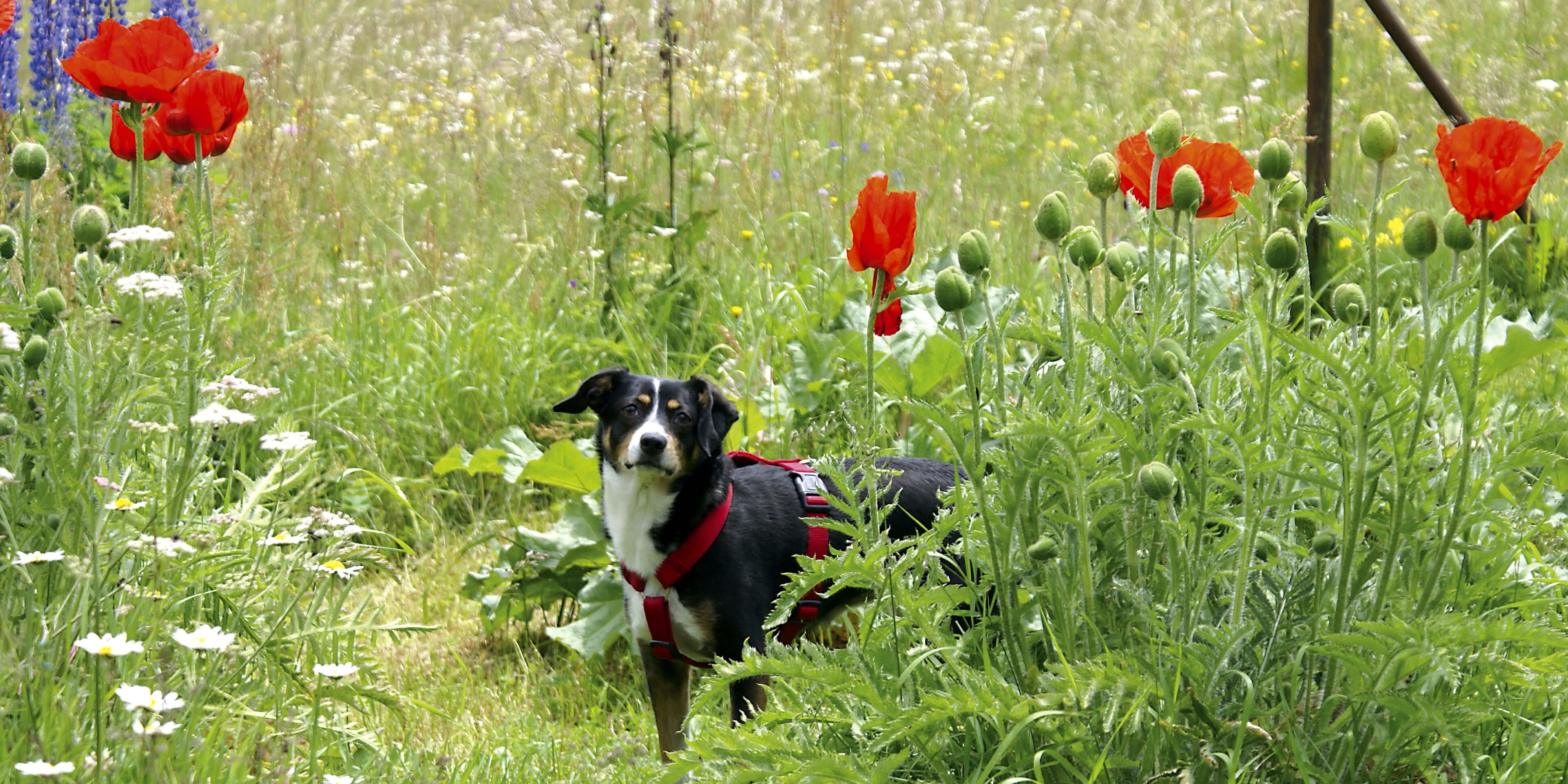 growth, nature, mammal, one animal, vertebrate, no people, flower, domestic animals, 4K, land, animal themes, pets, animal, dog, green color, grass, seiser alm, HD Wallpaper