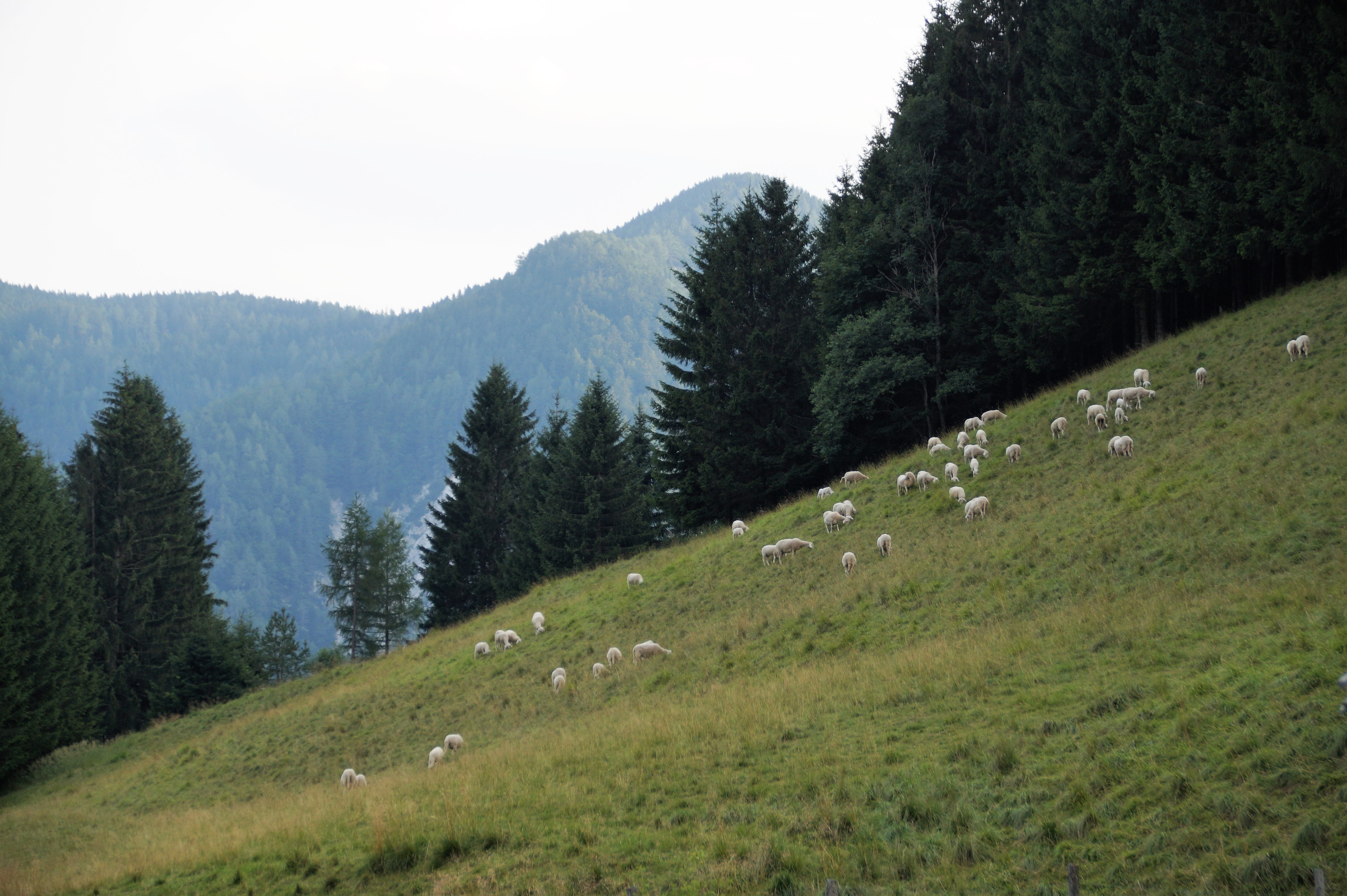 pine woodland, sky, tranquil scene, field, sheep, tree, tranquility, land, mountains, non-urban scene, julian alps, landscape, beauty in nature, grazing, HD Wallpaper