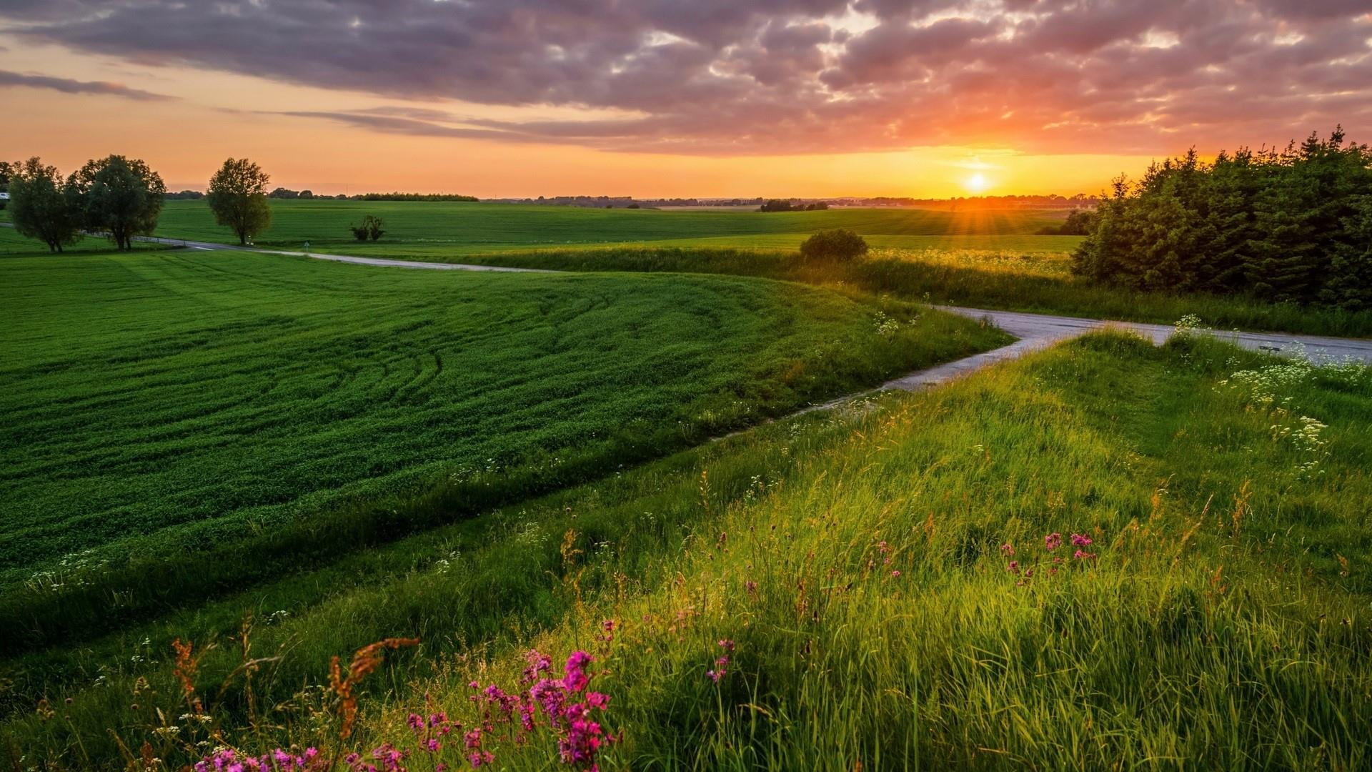 tranquility, pasture, farm, beauty in nature, scenics - nature, landscape, tranquil scene, outdoors, prairie, tree, grassland, wildflower, morning, sky, HD Wallpaper