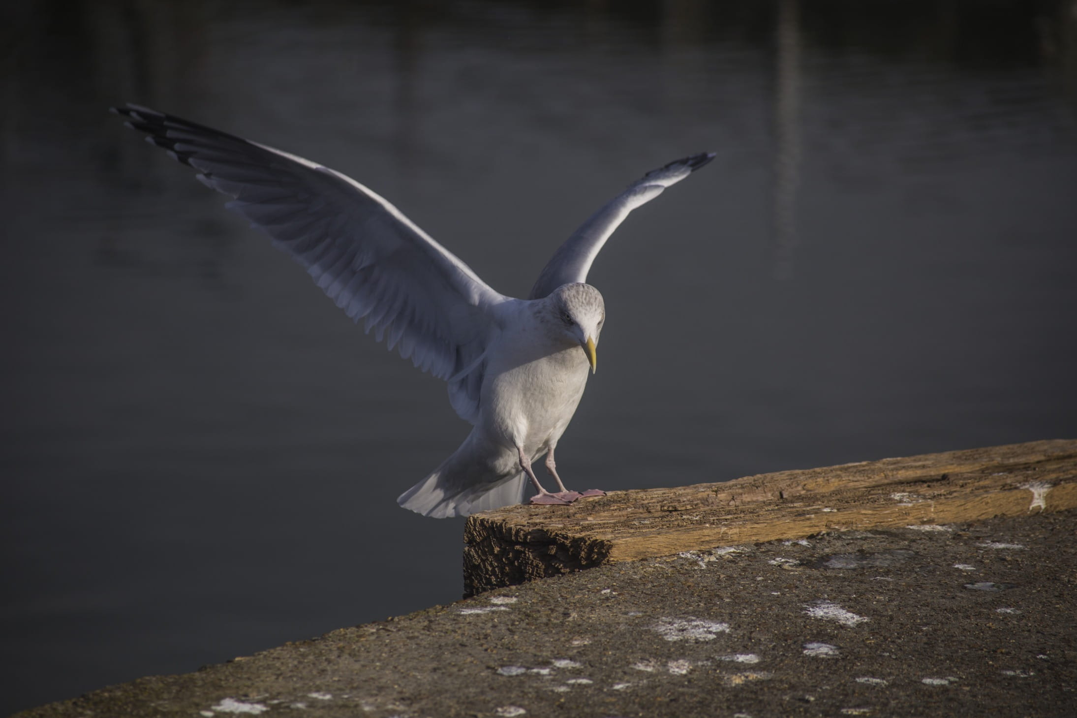 flapping, solid, one animal, animal wing, water, harbour, nature, animal, zoology, animals in the wild, mid-air, lake, focus on foreground, seagull, flying, HD Wallpaper