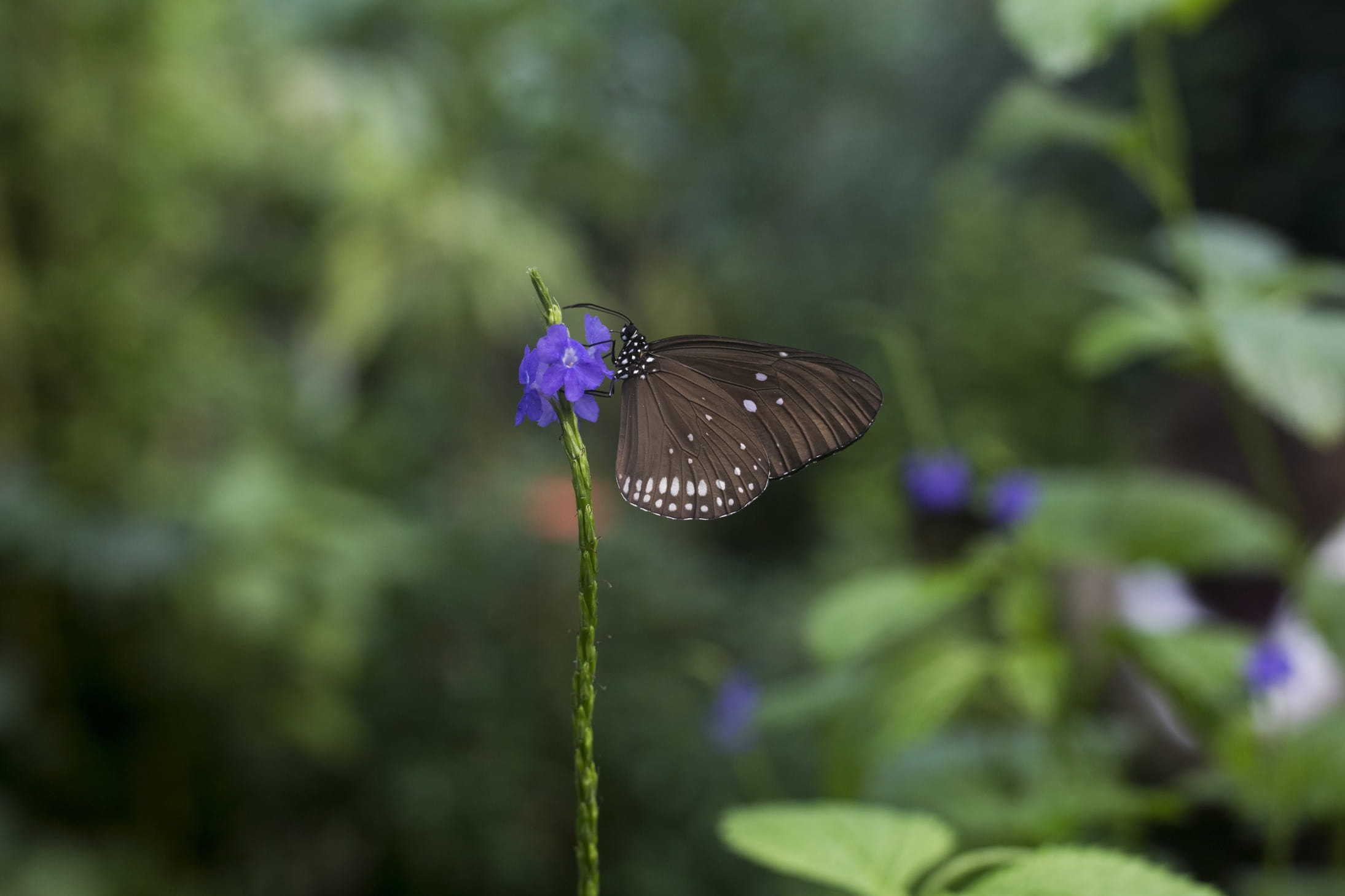 honfleur, vulnerability, butterfly, focus on foreground, outdoors, insect, animals in the wild, animal wing, pollination, animal, 1080P, purple, animal wildlife, HD Wallpaper