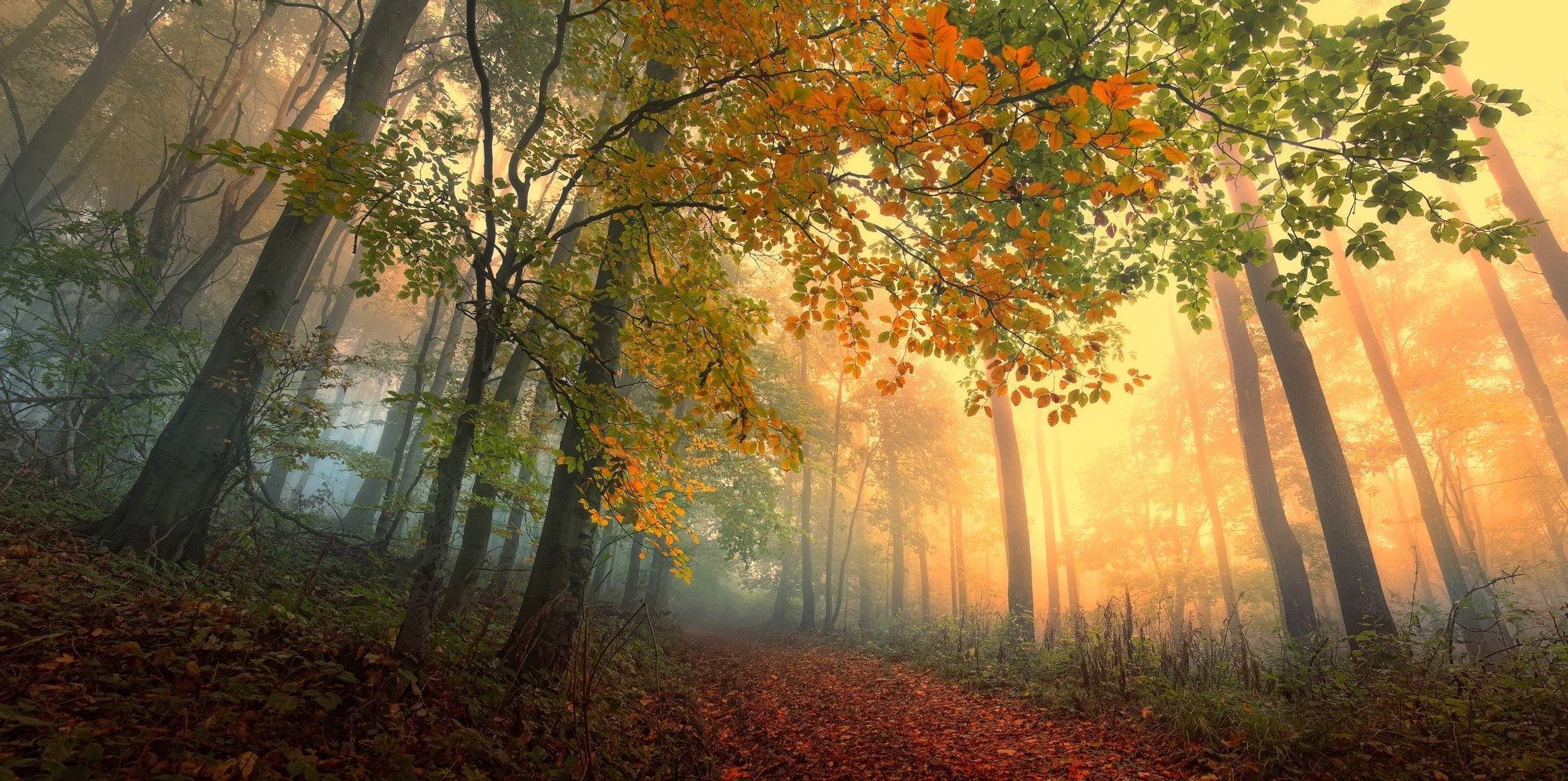 arboles, boeque, naturaleza, 1080P, HD Wallpaper