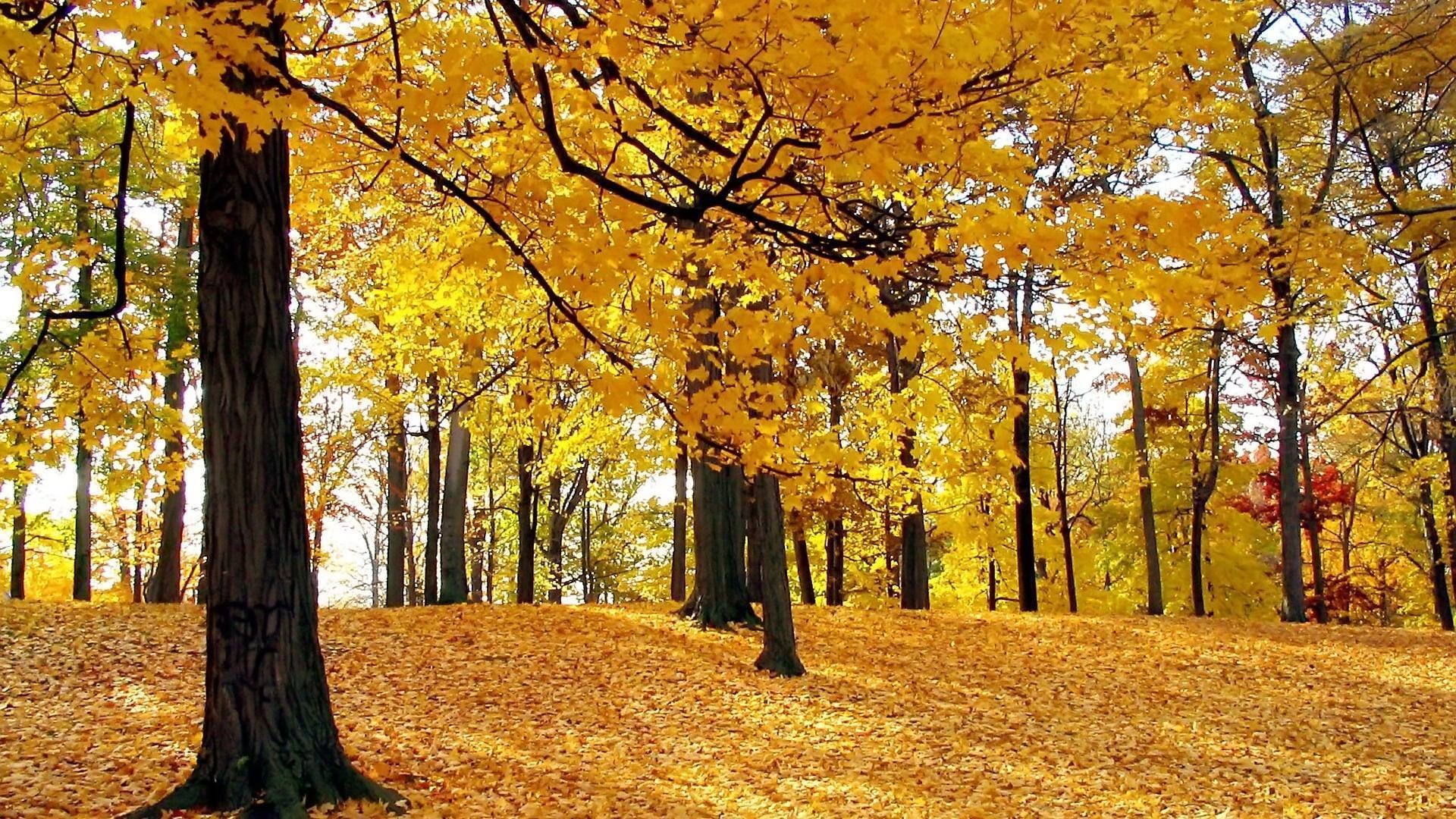 plant, tranquil scene, arboles, tree, outdoors, orange color, growth, woodland, plant part, land, tree trunk, non-urban scene, autumn, yellow, trunk, day, HD Wallpaper