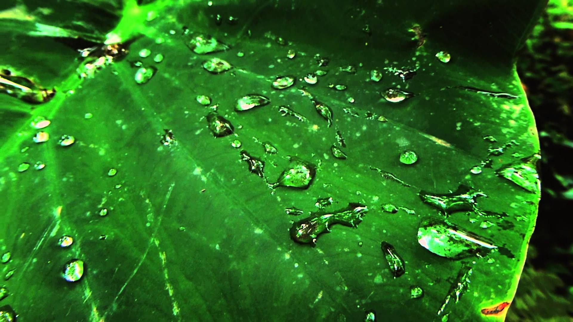 freshness, grande, no people, dew, gotas, verde, raindrop, backgrounds, rainy season, nature, wet, full frame, close-up, leaves, green color, plant, rain, HD Wallpaper
